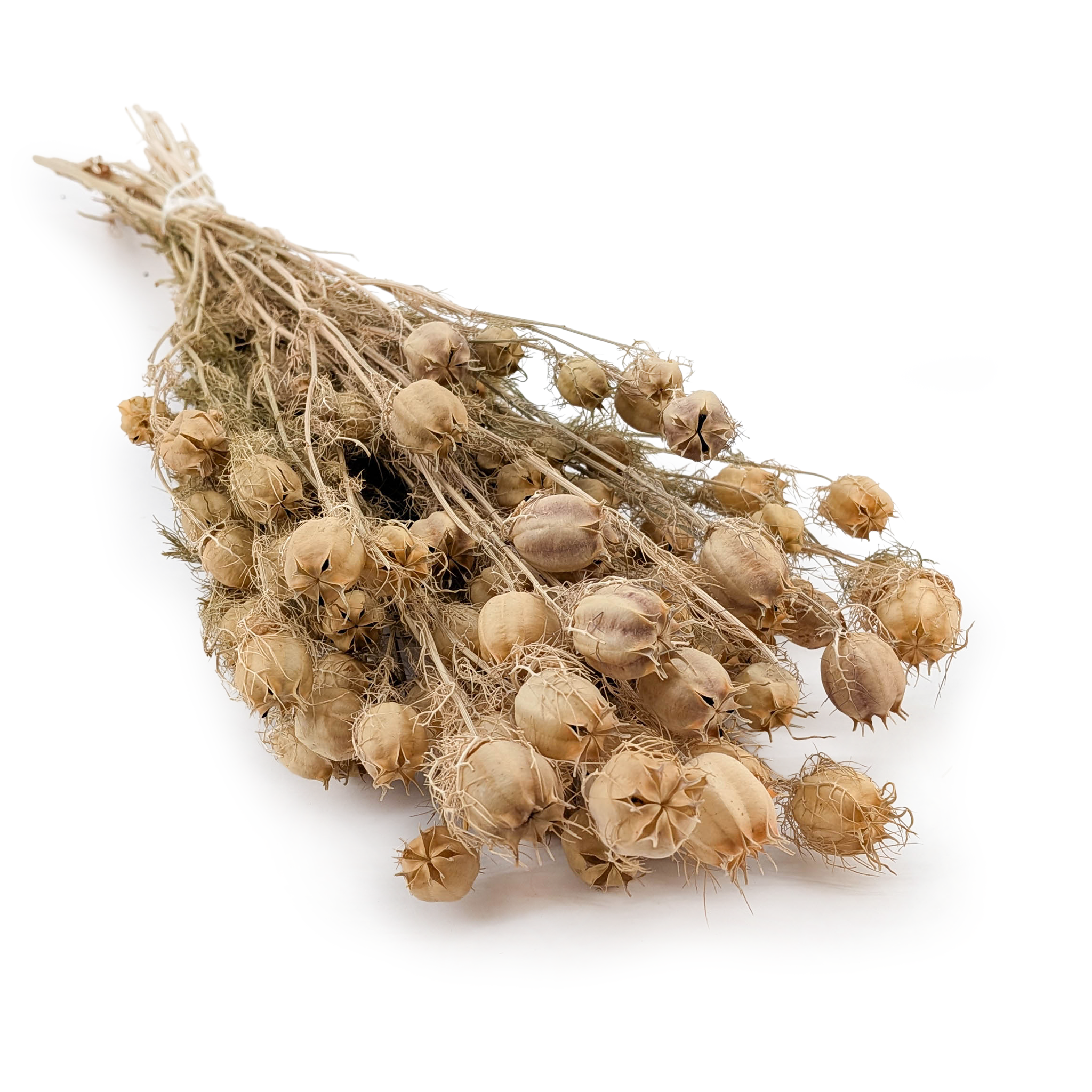 Nigelle Séchée – (Nigella Damascena) – Verte