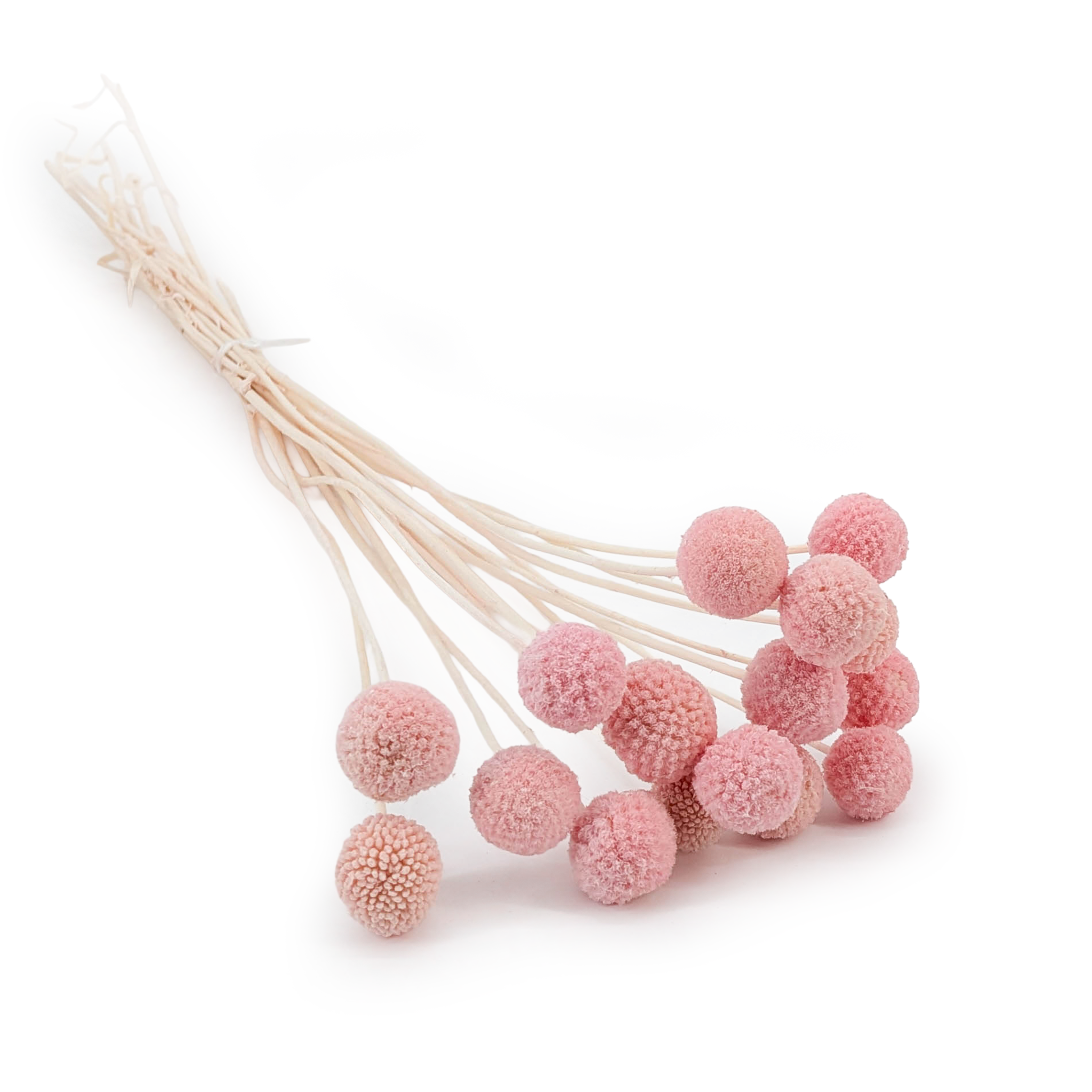 Craspedia Séchée - Rose