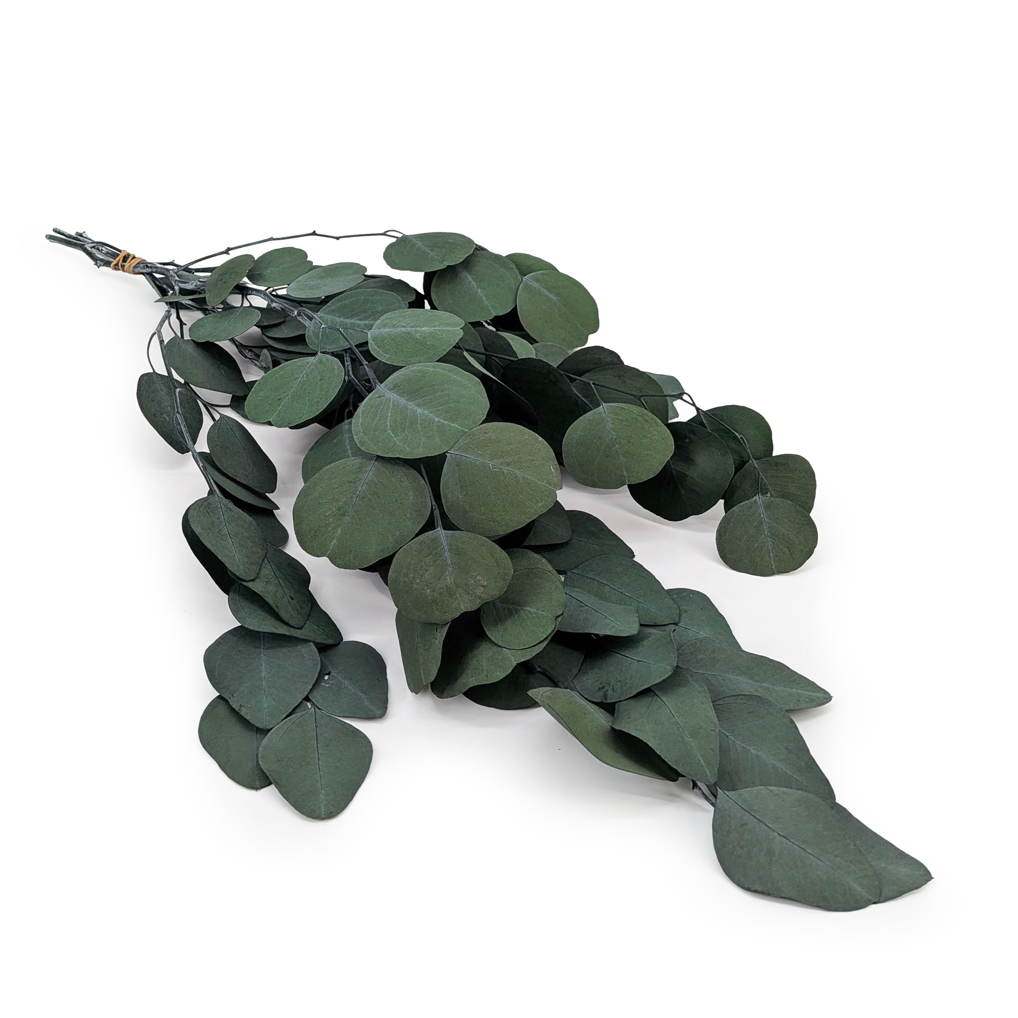 Eucalyptus Stabilisé – Populus – Vert