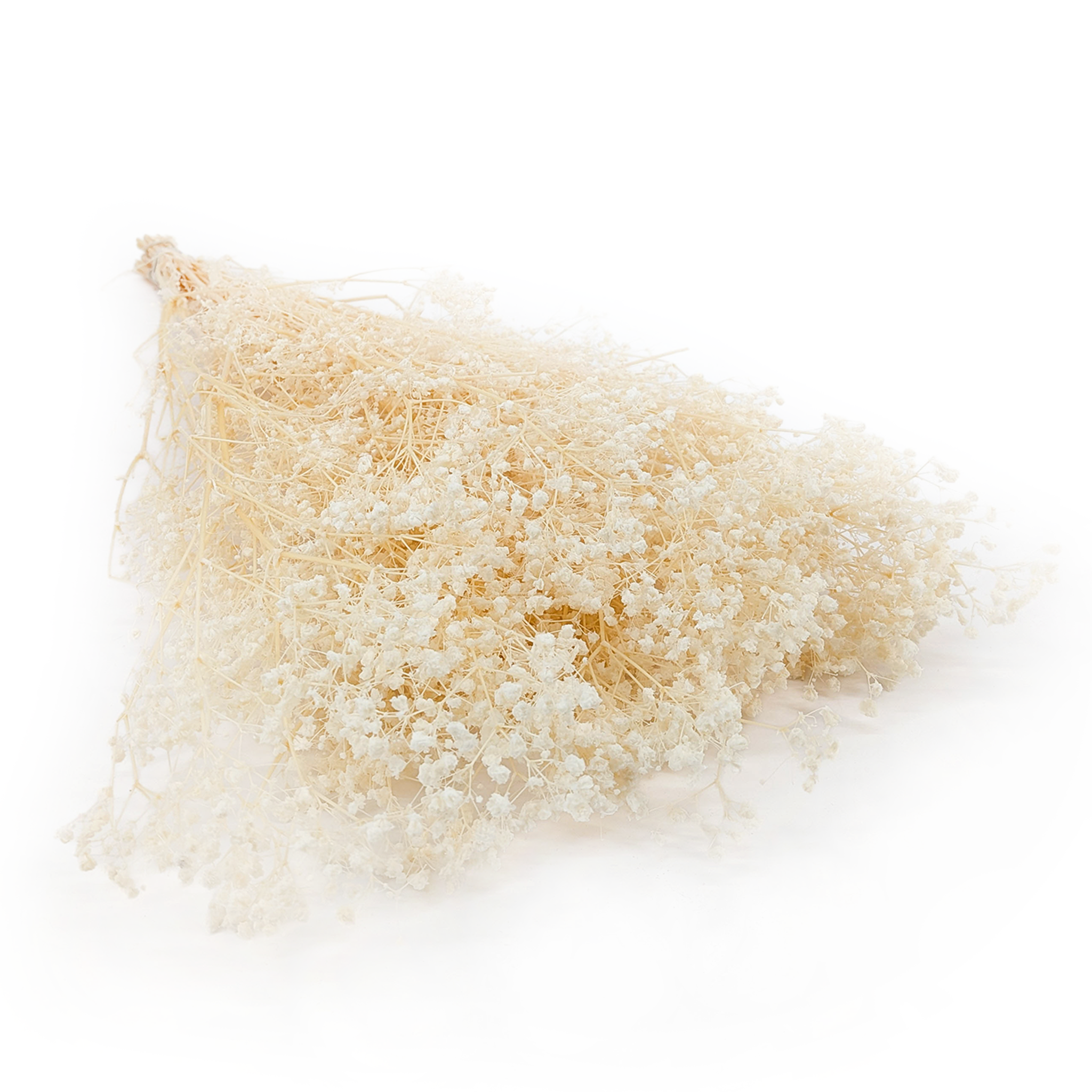 Gypsophile stabilisée – (Gypsophila) – Crème