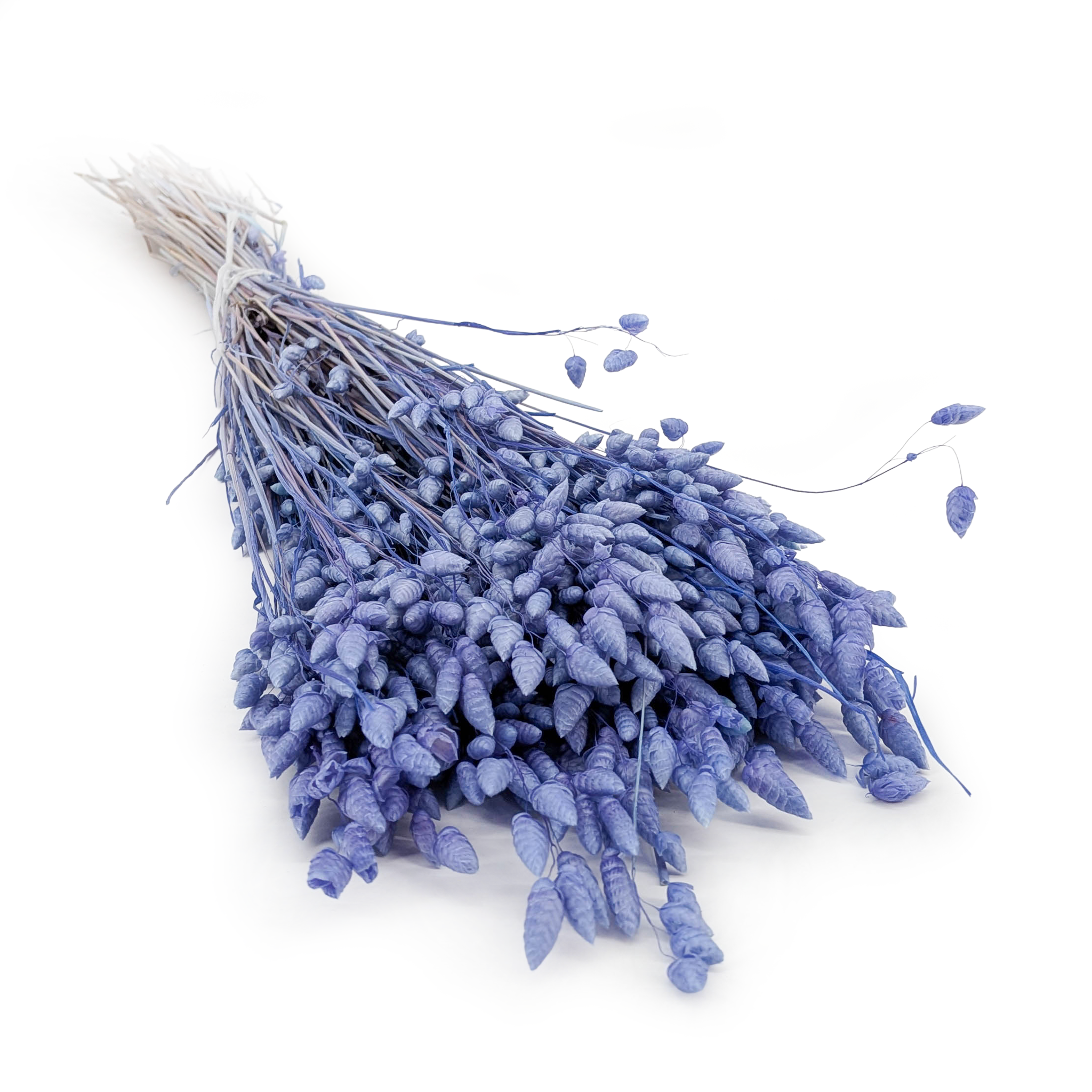 Briza Séchée – (Briza maxima) – Violette