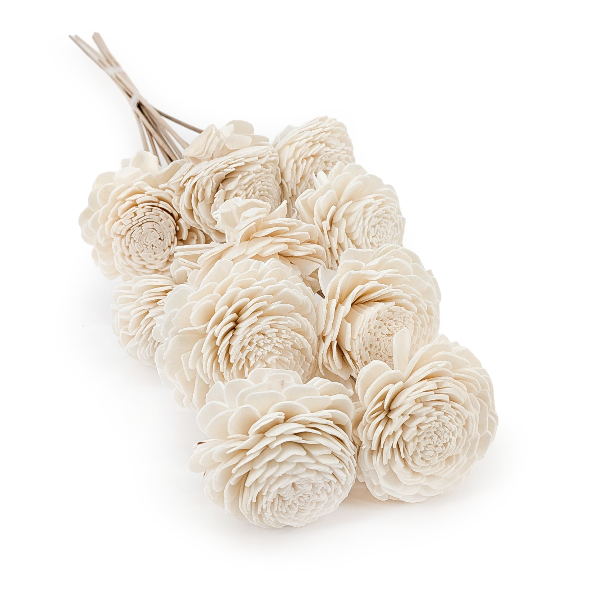 Fleur Shola – (Sola Belly) – sur tige – 10 pcs