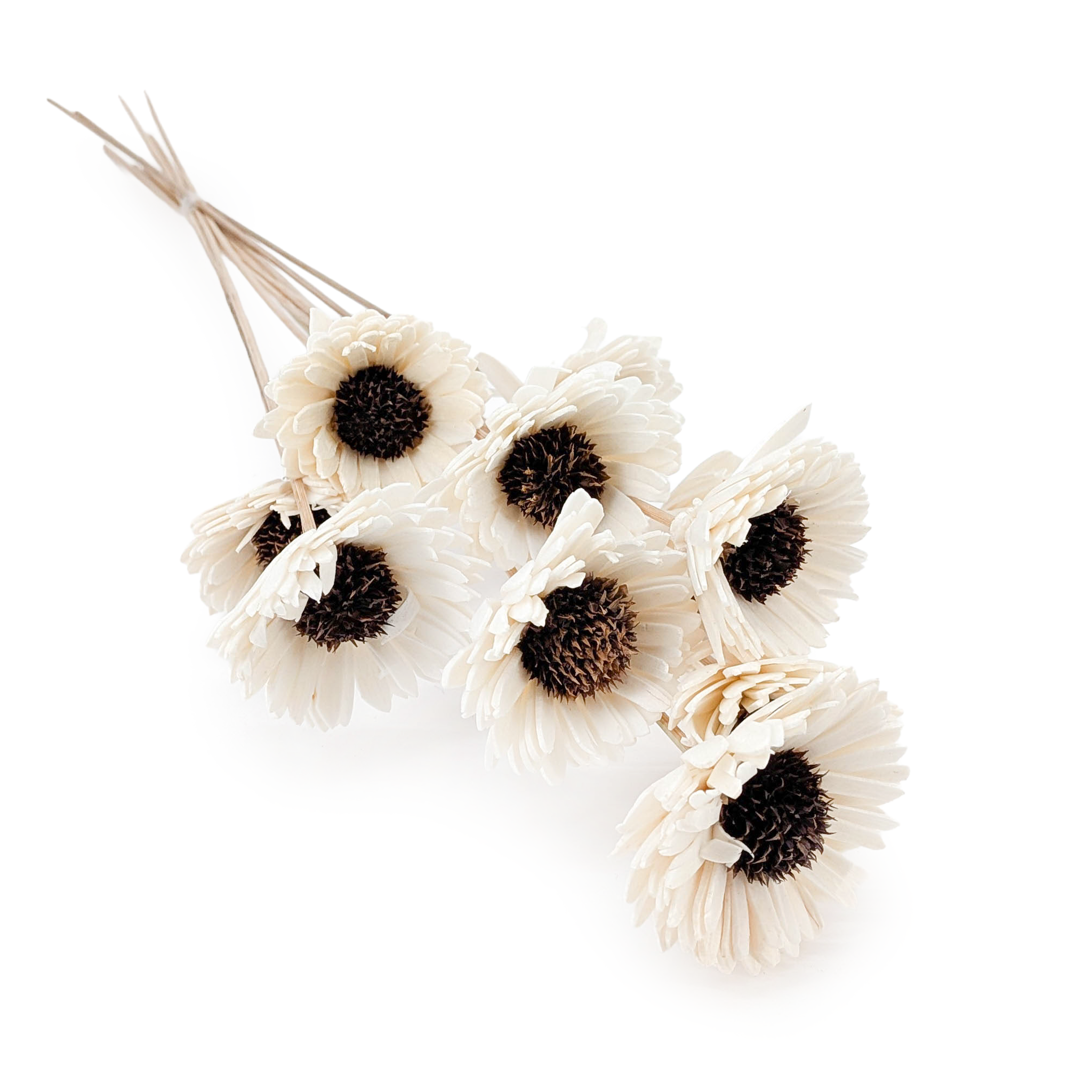 Fleur Shola – (Sola Sunflower) – sur tige – 10 pcs