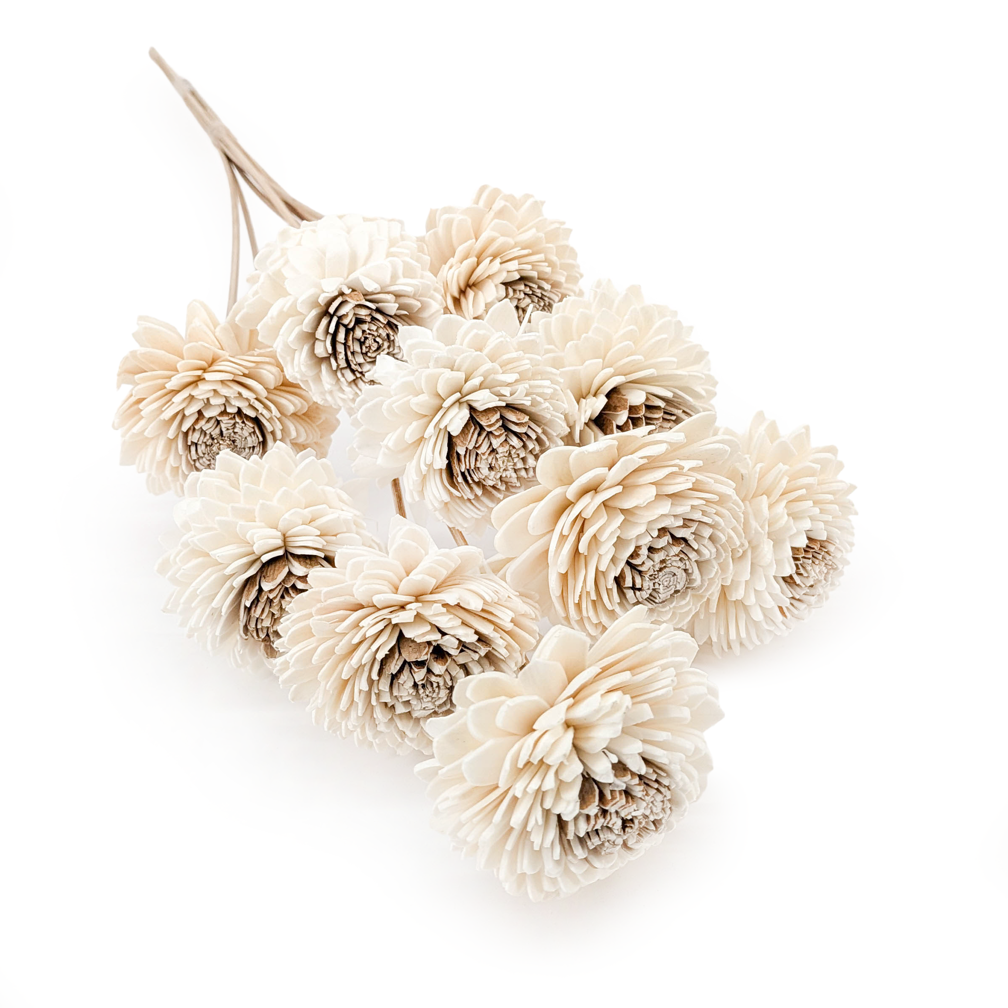 Fleur Shola – (Sola Skin Zinnia) – sur tige – 10 pcs