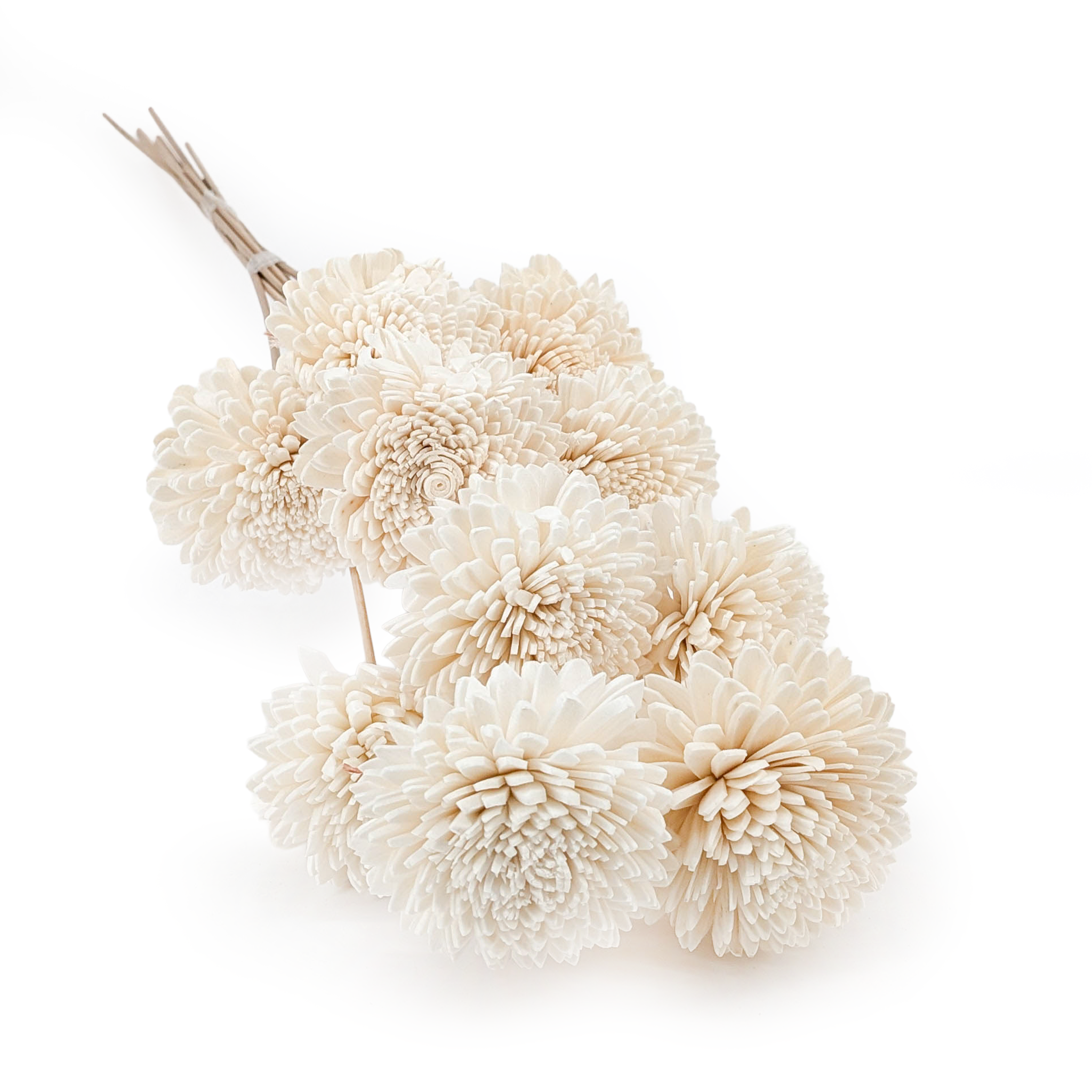 Fleur Shola – (Sola Zinnia) – sur tige – 10 pcs