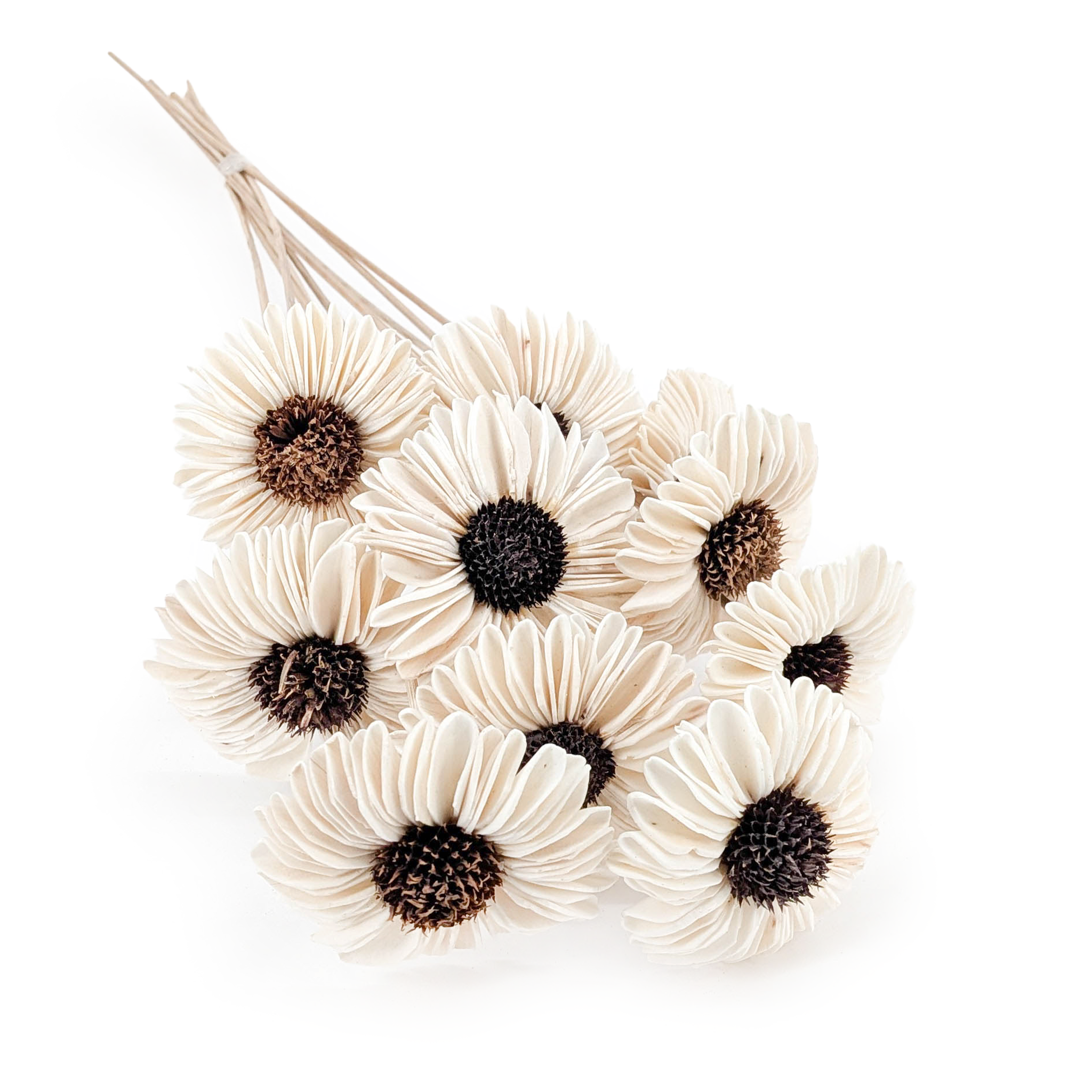 Fleur Shola – (Sola Suzi) – sur tige – 10 pcs
