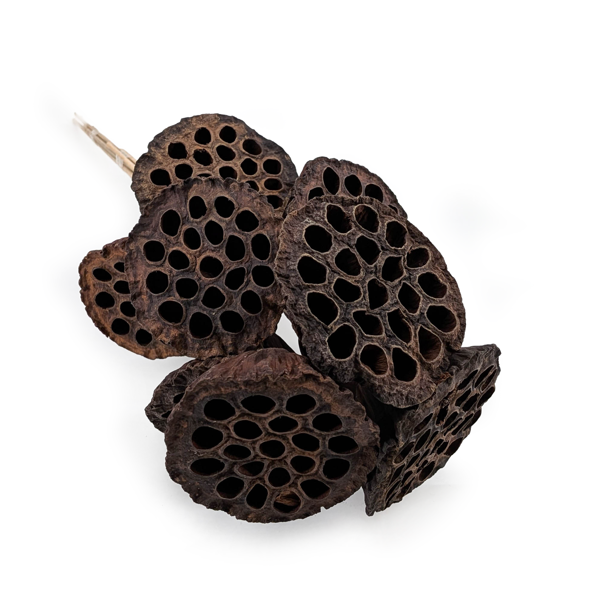Lotus XXL sur Tige (Naturel) - fleur séchée exotique - 10 pièces