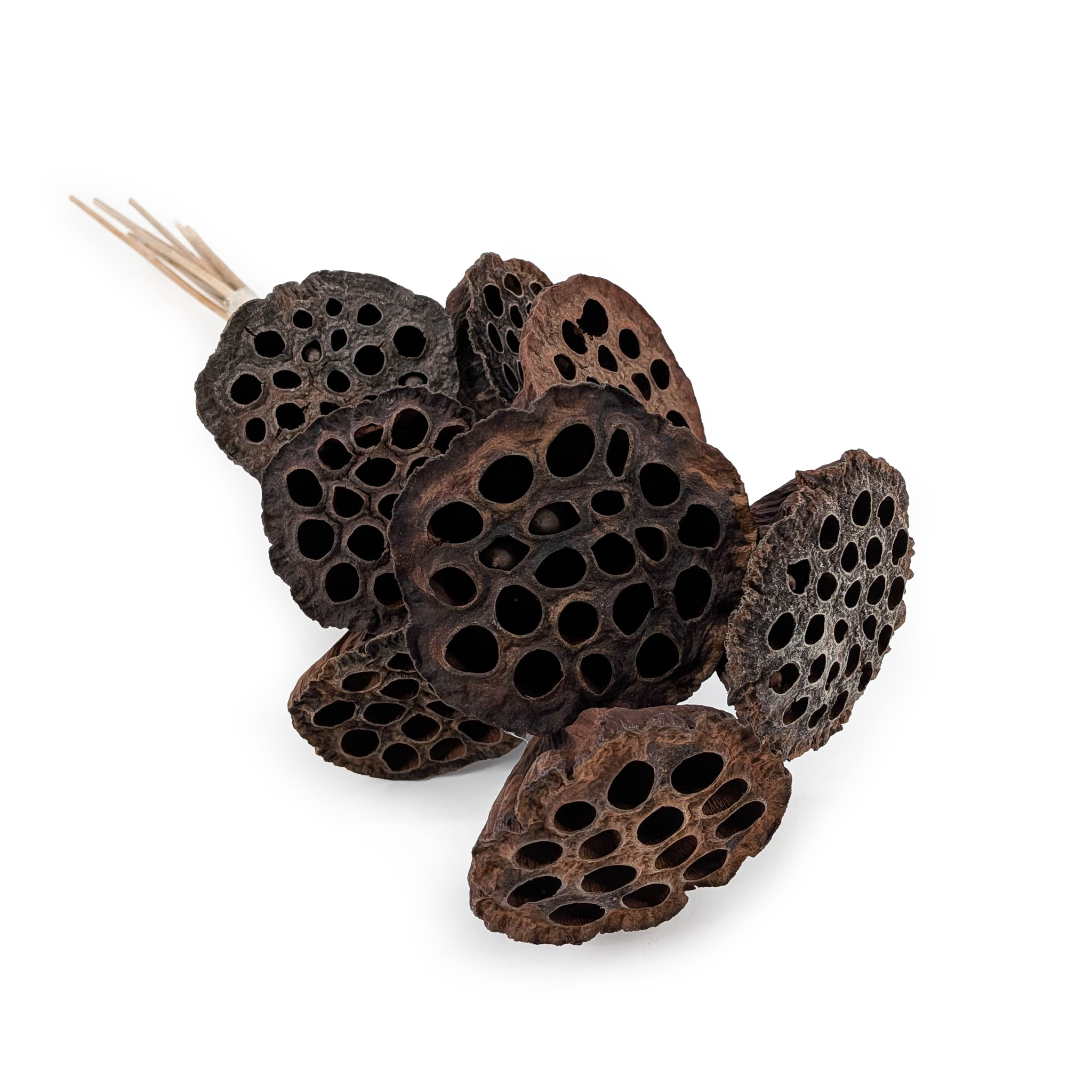 Lotus médiocre sur Tige (Naturel) - fleur séchée exotique - 10 pièces
