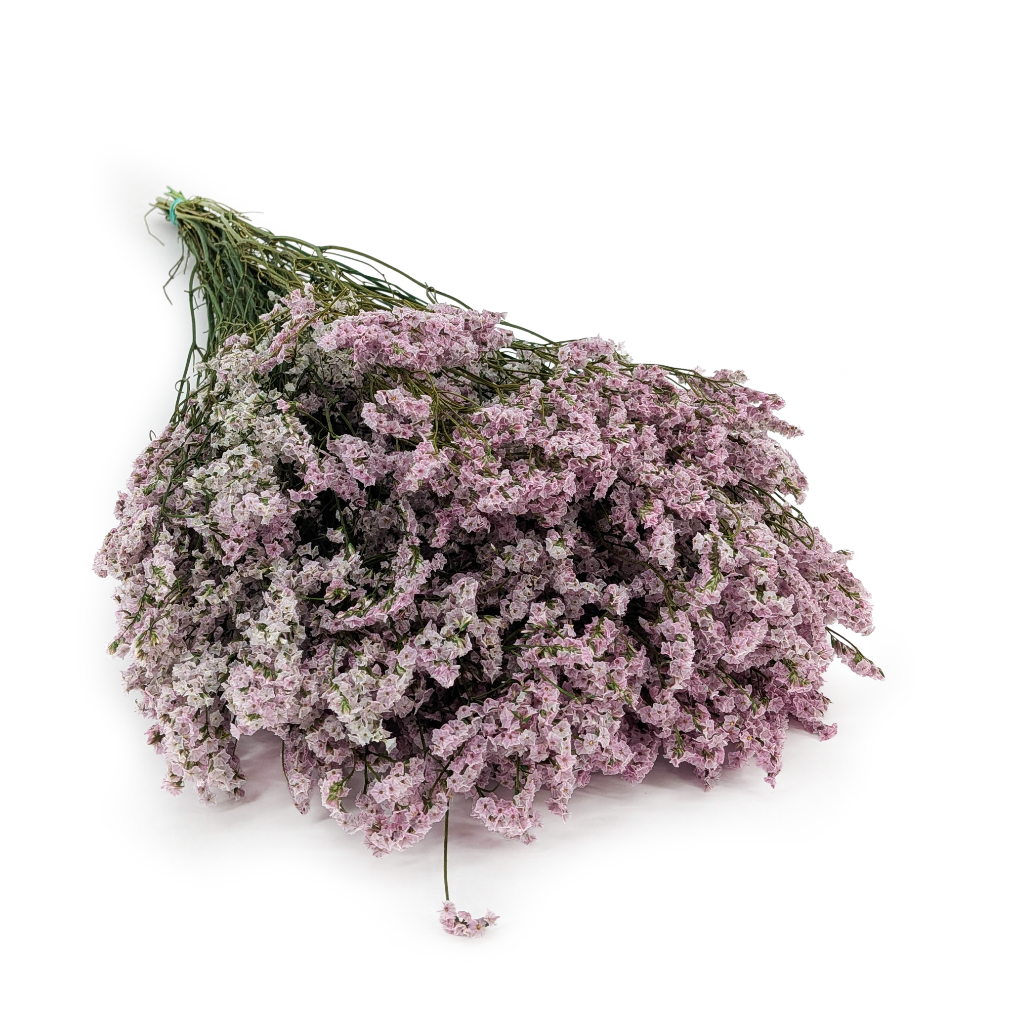Limonium Stabilisé – (Limonium Sinense) – Lilas Poudré