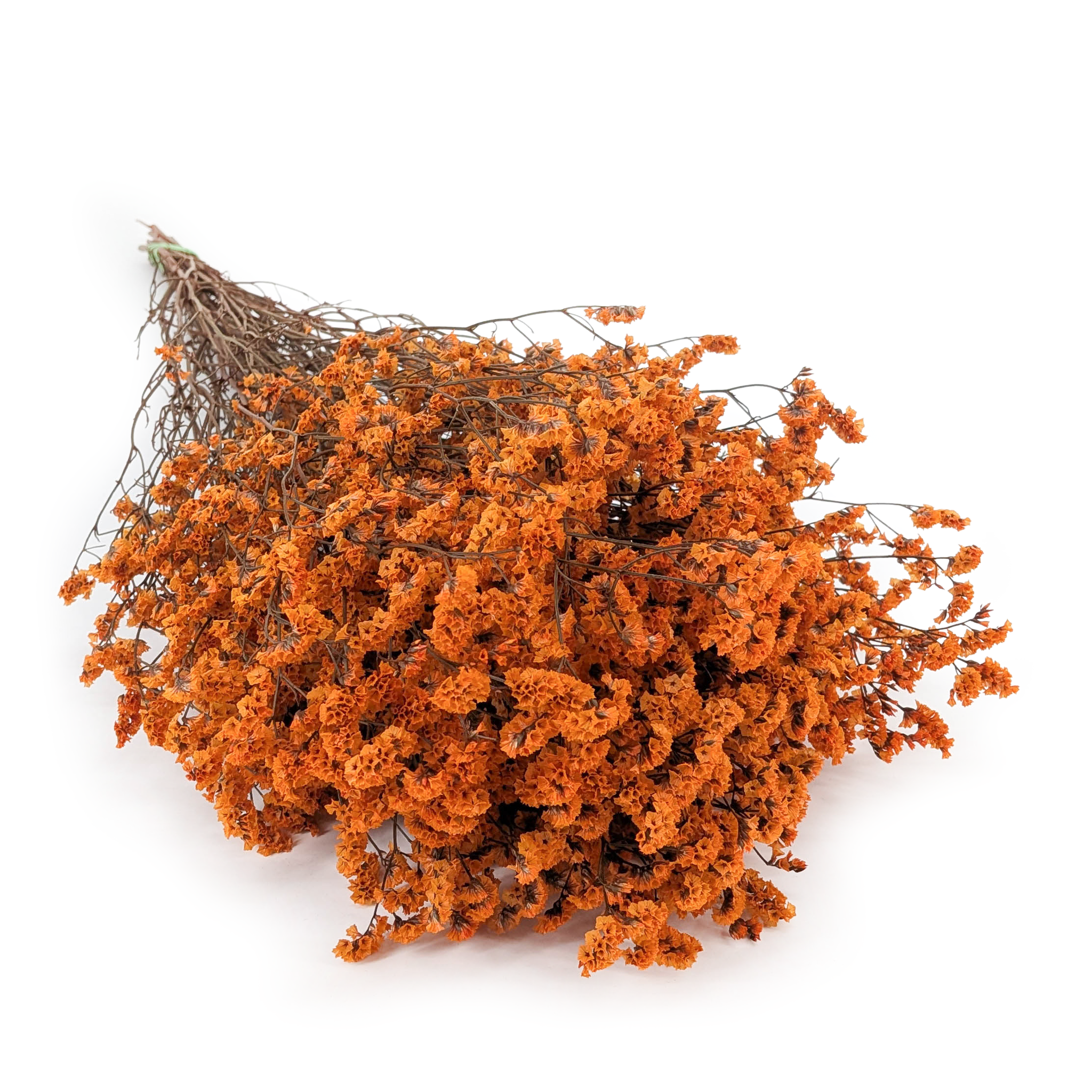 Limonium Stabilisé – (Limonium Sinense) – Abricot Brûlé
