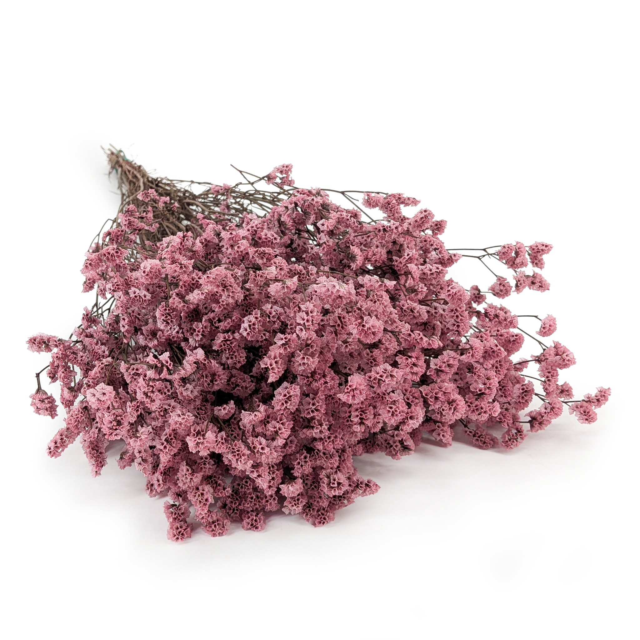 Limonium Stabilisé – (Limonium Sinense) – Rose Antique