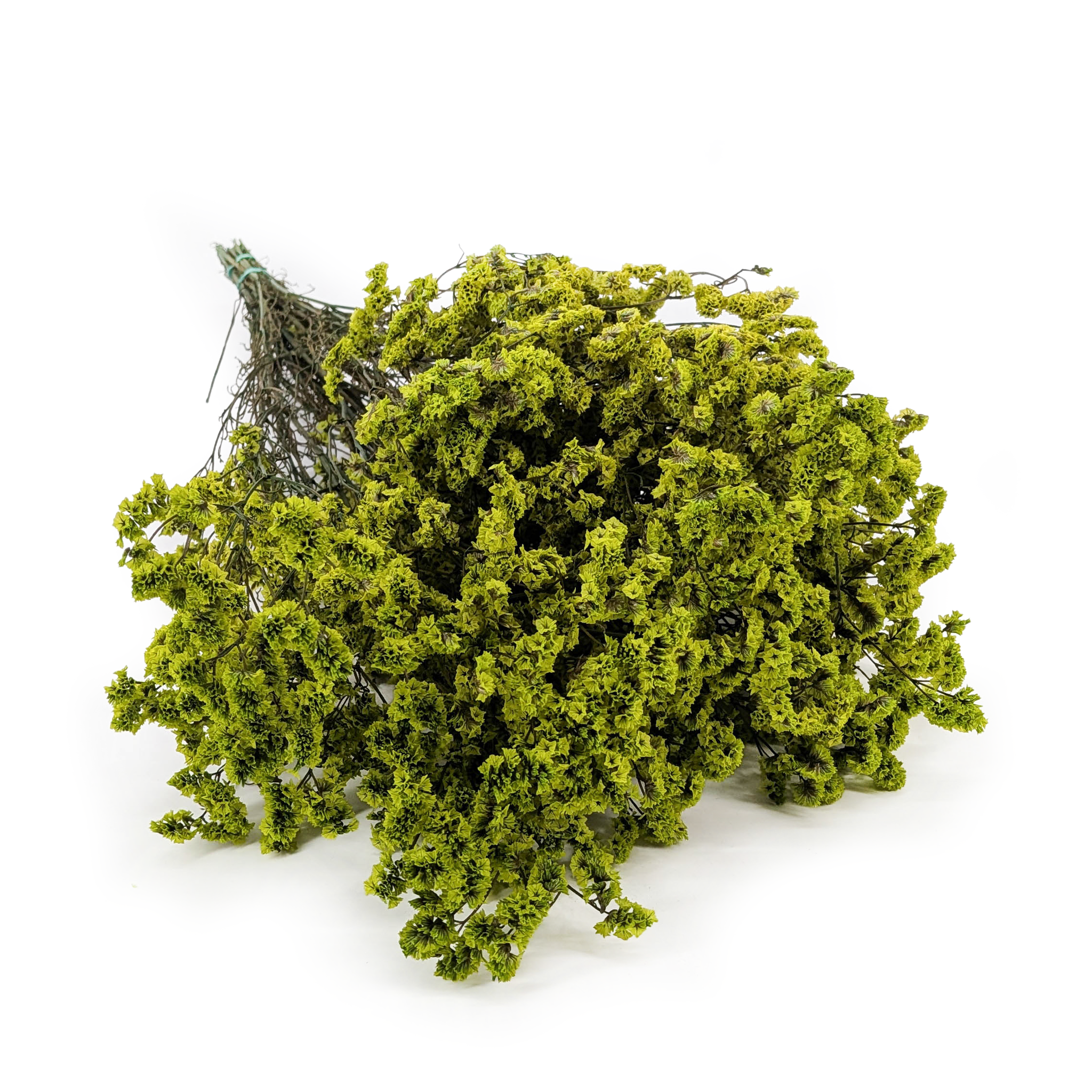 Limonium Stabilisé – (Limonium Sinense) – Vert Clair