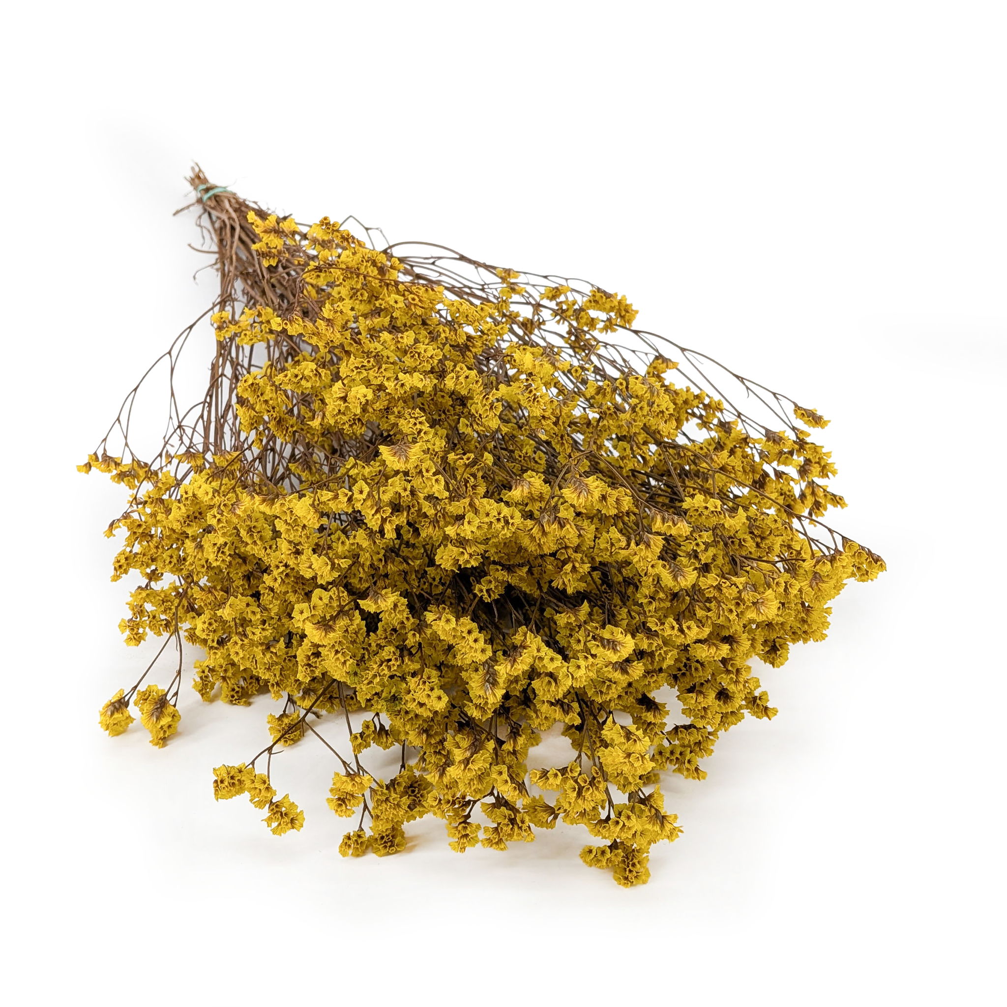 Limonium Stabilisé – (Limonium Sinense) – Jaune Safran