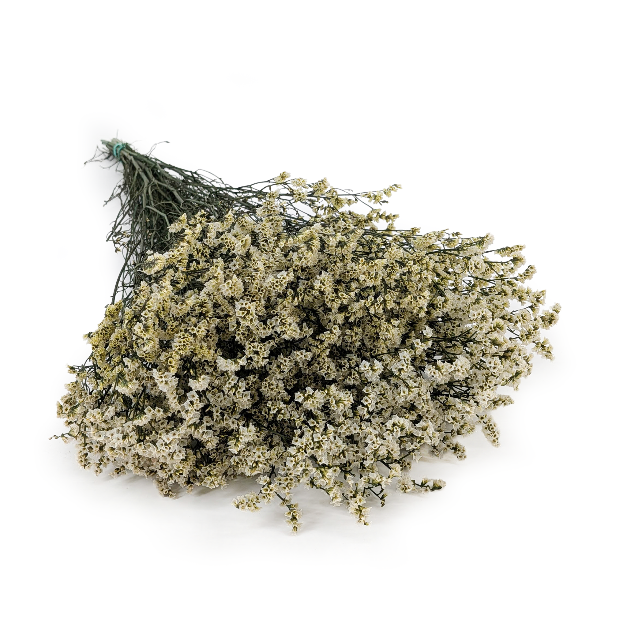 Limonium Stabilisé – (Limonium Sinense) – Blanc Naturel