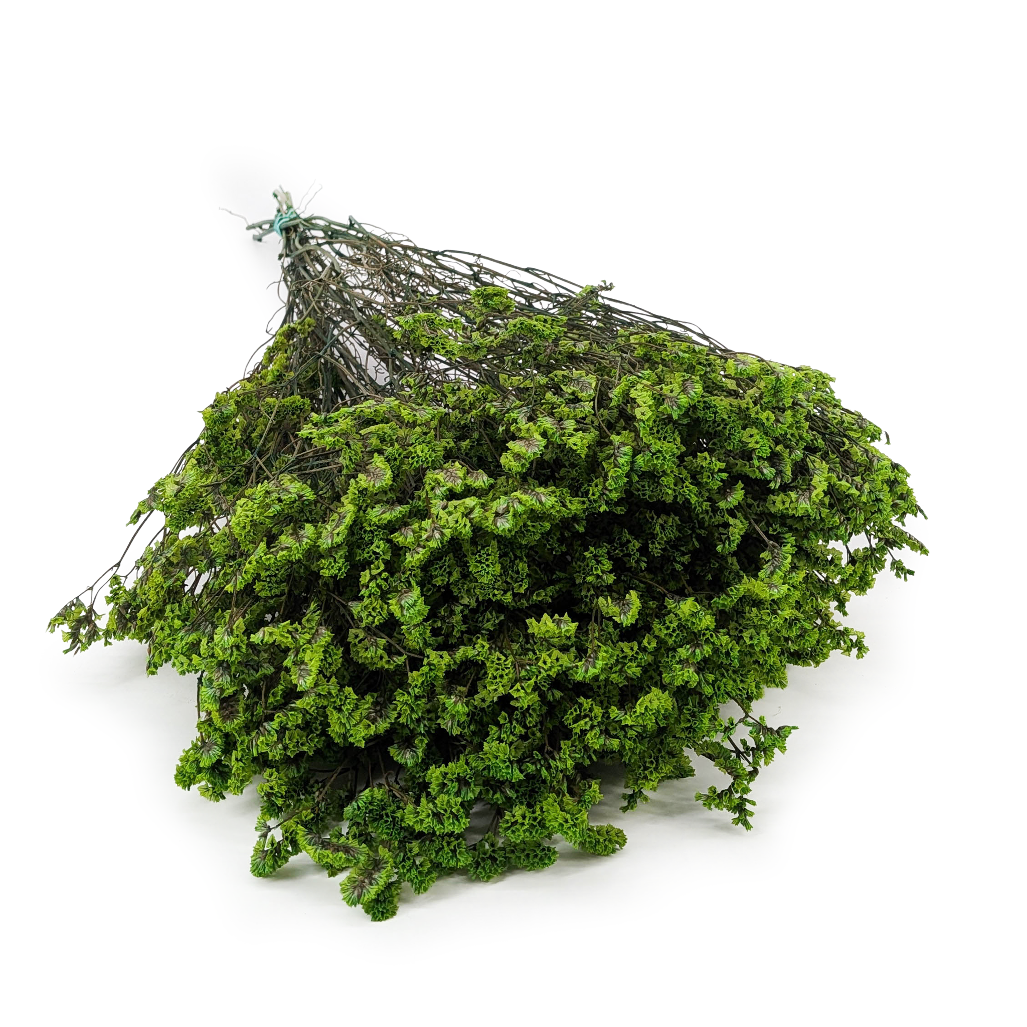Limonium Stabilisé – (Limonium Sinense) – Vert Profond