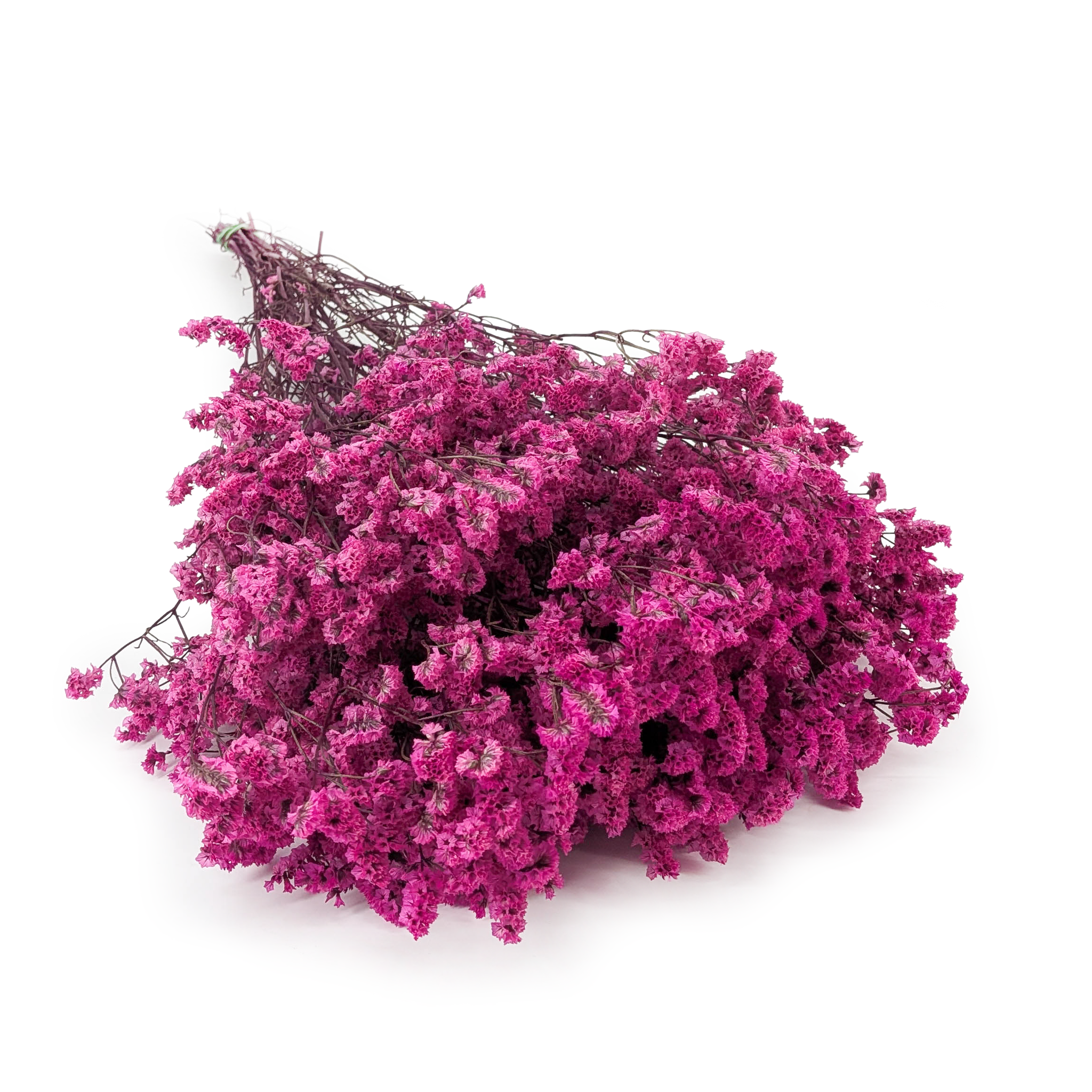 Limonium Stabilisé – (Limonium Sinense) – Framboise Fuchsia
