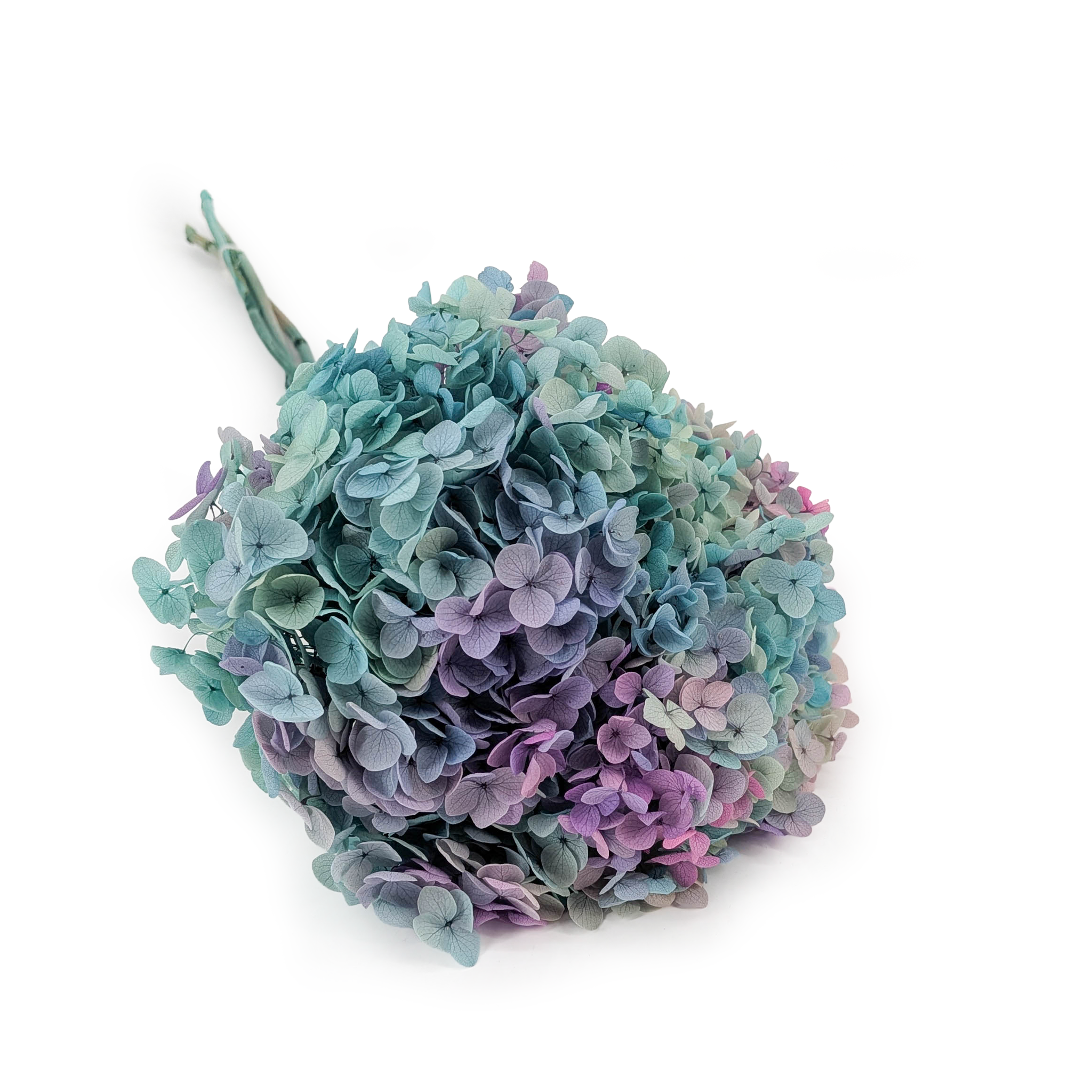 Hortensia Préservé (Hydrangea Cabeza) – Royal – Aurore Verte