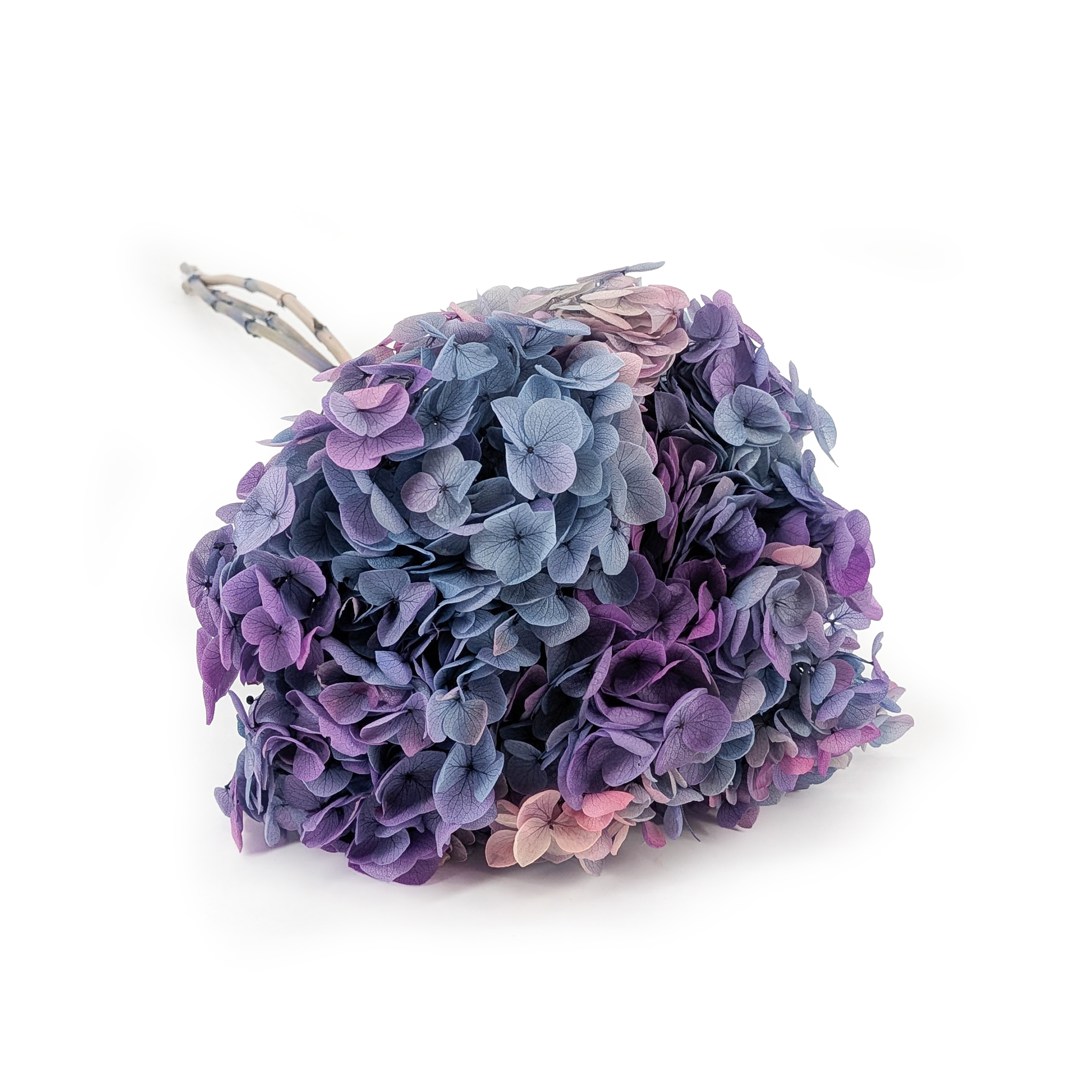 Hortensia Préservé (Hydrangea Cabeza) – Royal – Aurore Violette