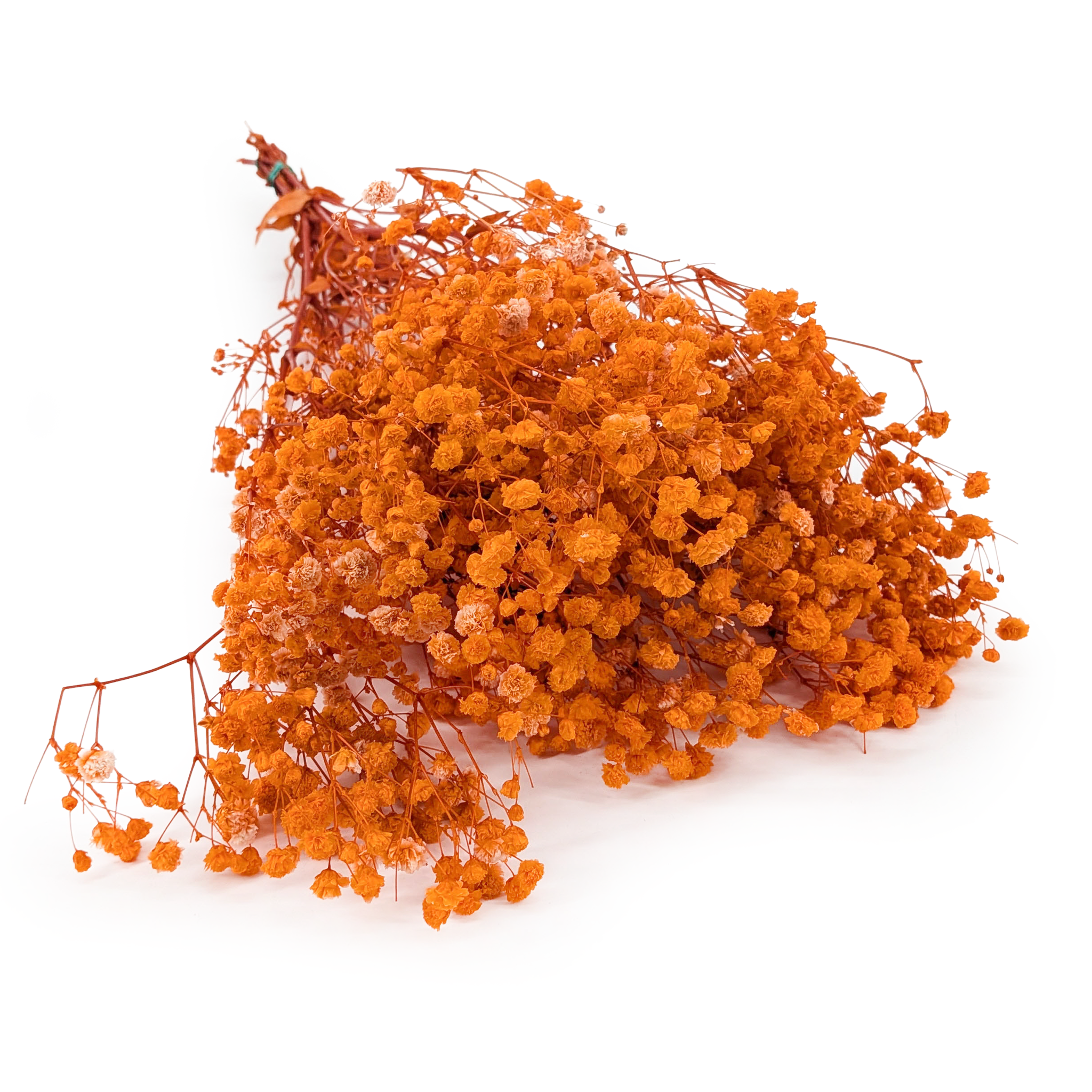 Gypsophile stabilisée – (Gypsophila) – Royal Bouquet – Orange