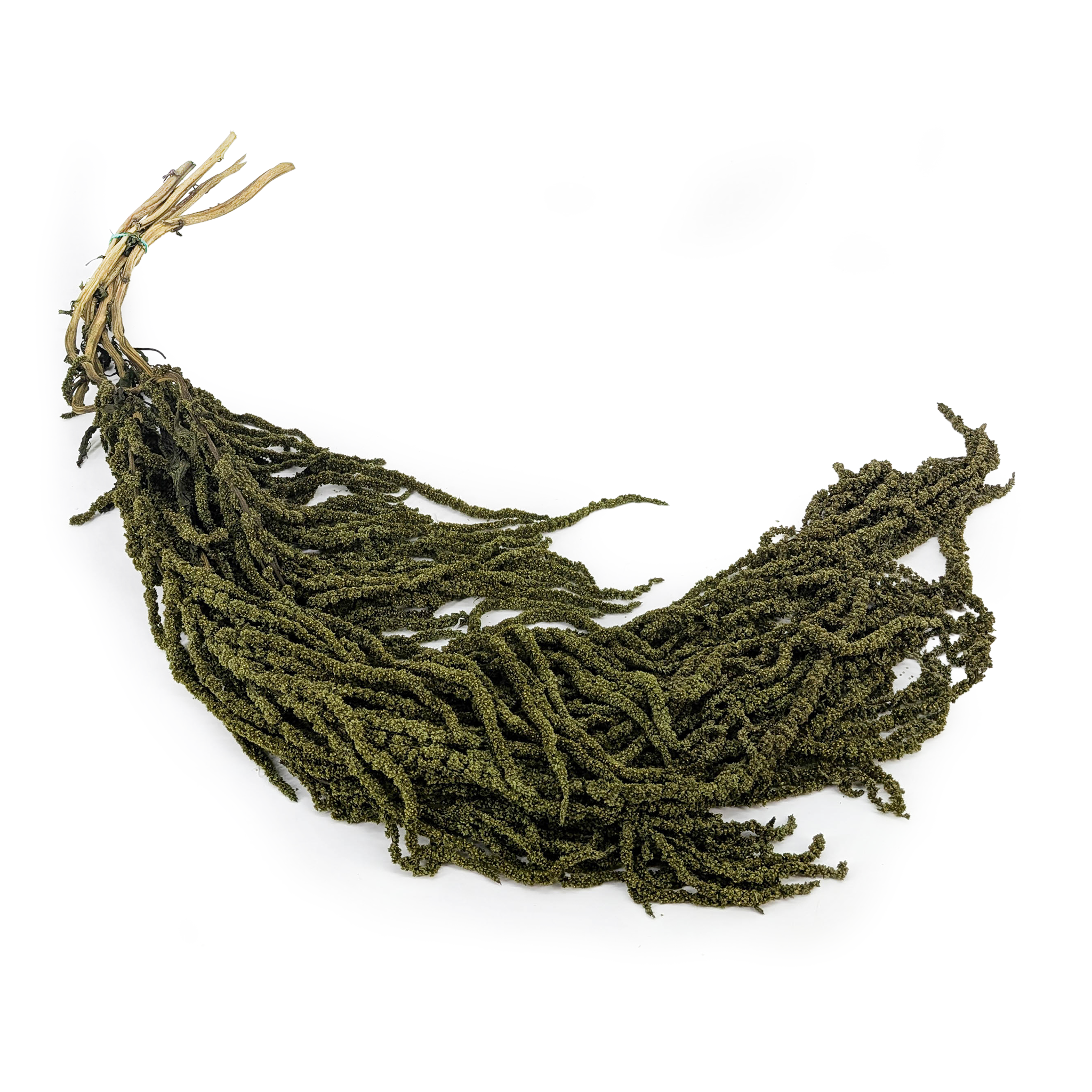 Amarante stabilisée - Royal – Vert Foncé