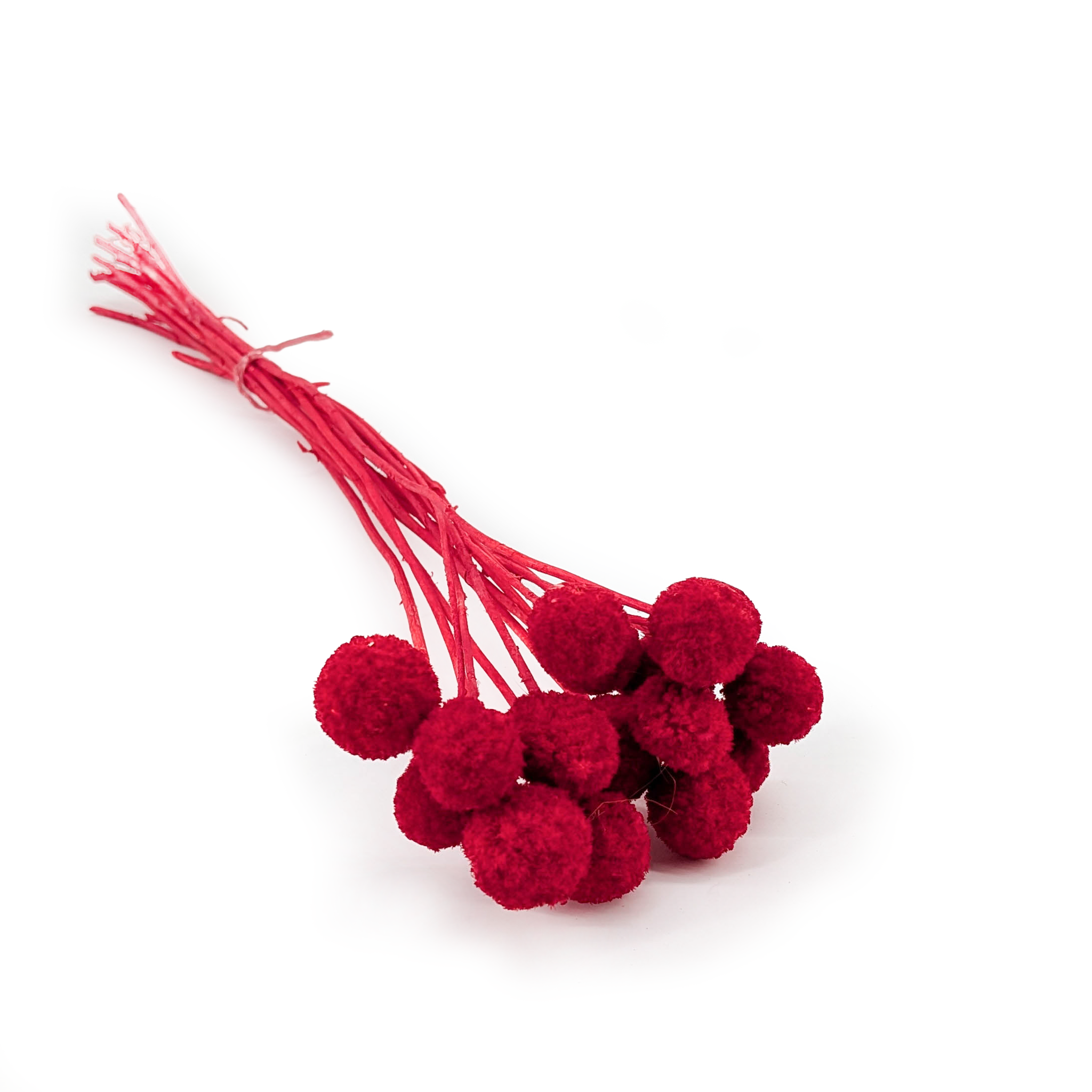 Craspédia Séchée (Craspedia Extra) – Rouge – Bouquet de 15 tiges
