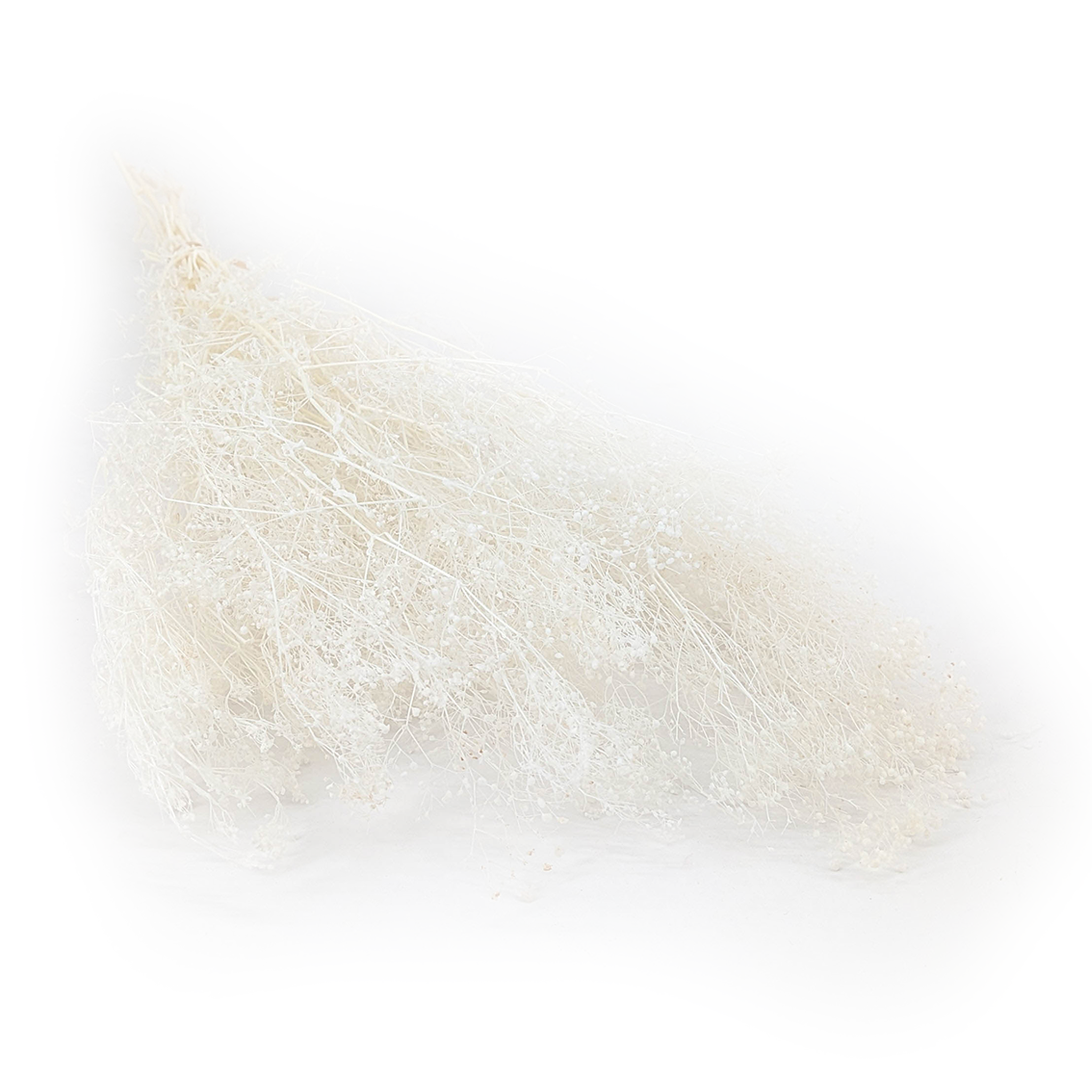 Gypsophile Stabilisée MINI – Blanchi