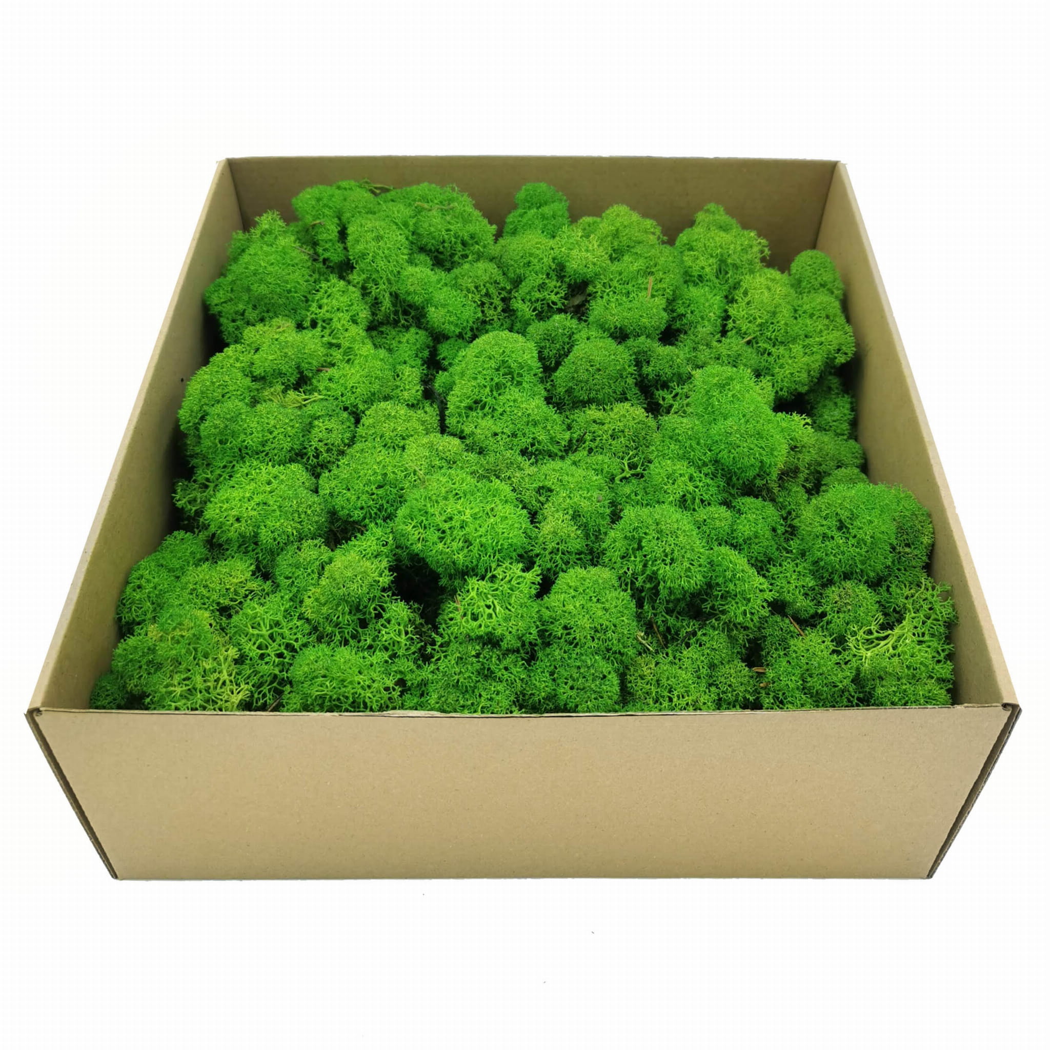 Lichen de renne alpine stabilisée – Nettoyée – Vert clair 500 g NET