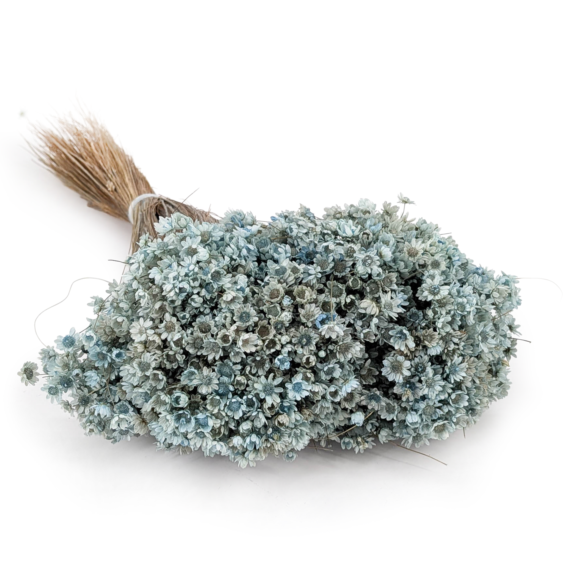 Glixia Séchée (Marcela) – Bleu Clair