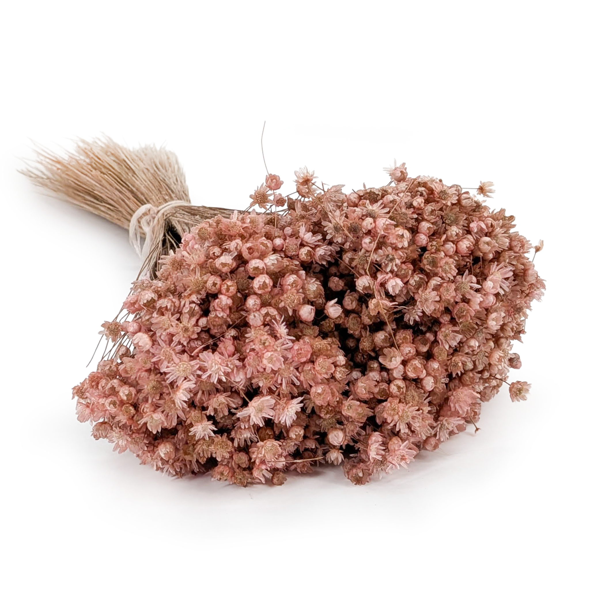 Glixia Séchée – (Glixia Marcela) – Rose Clair