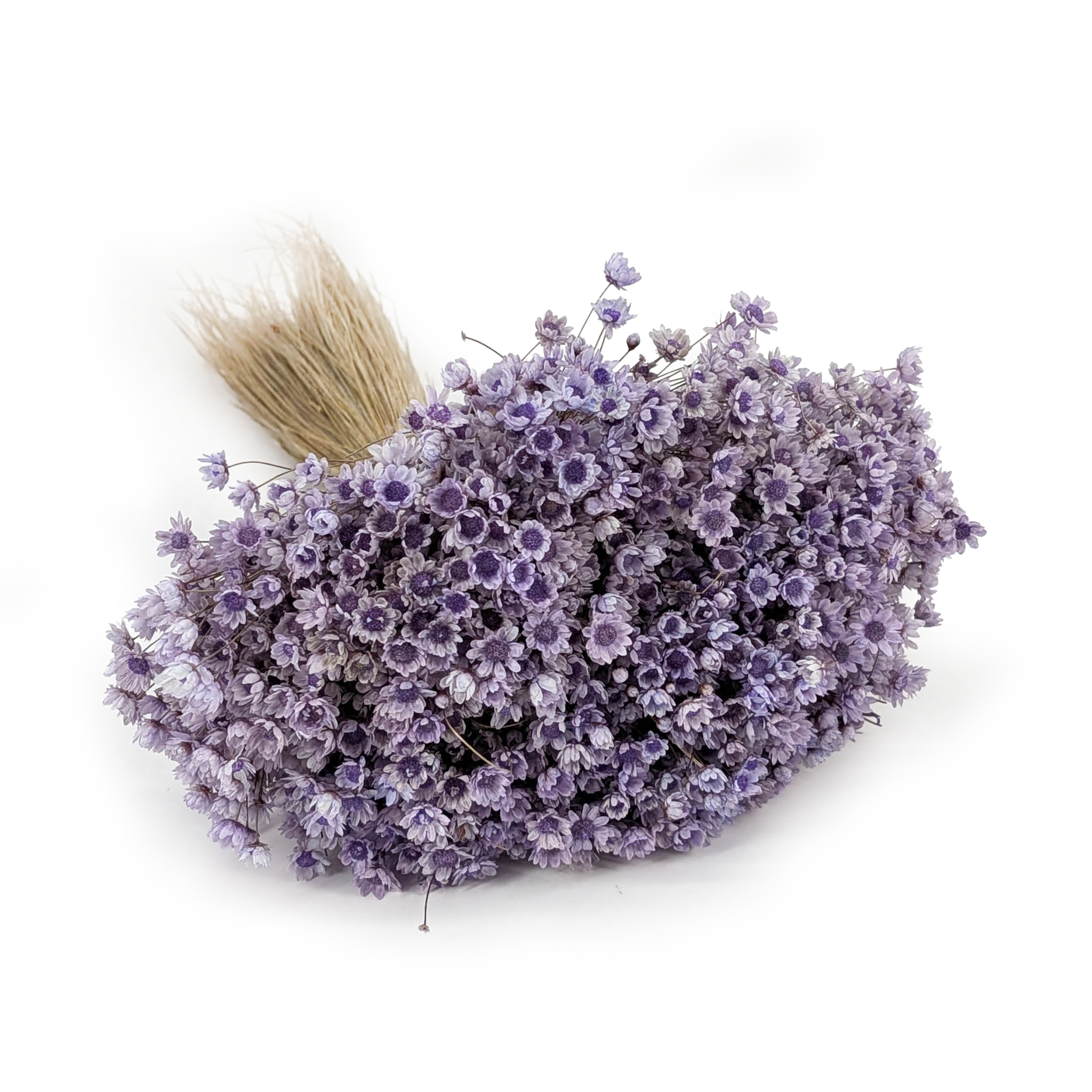 Glixia Séchée – (Glixia Marcela) – Lavande