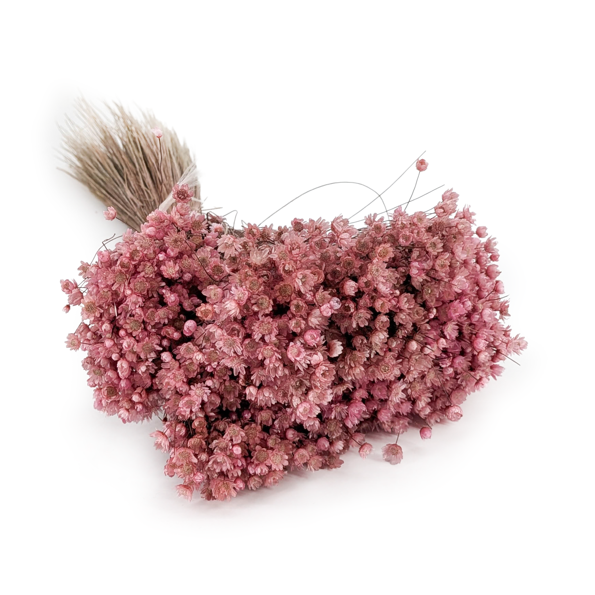 Glixia Séchée – (Glixia Marcela) – Rose Framboise