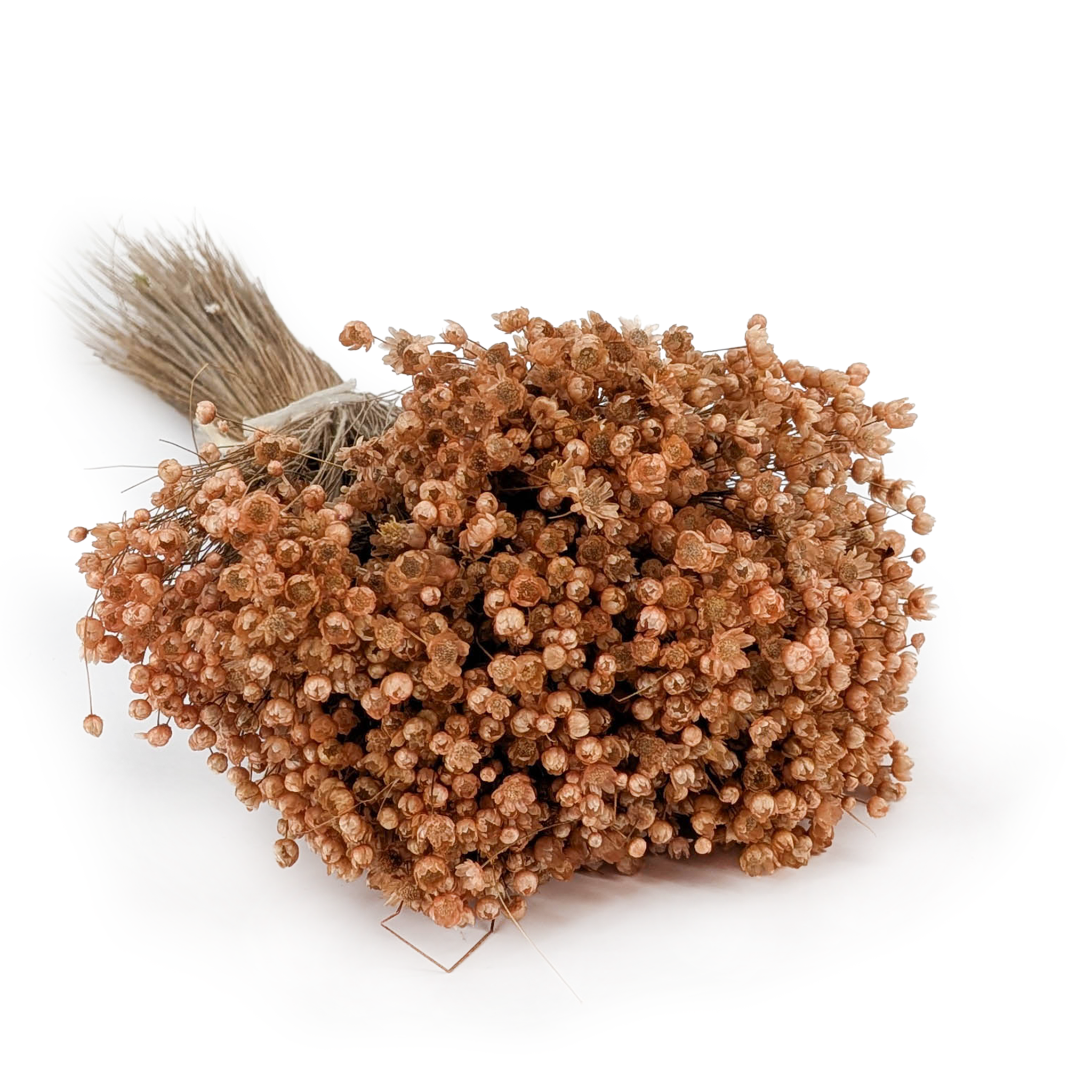 Glixia Séchée – (Glixia Marcela) – Pêche