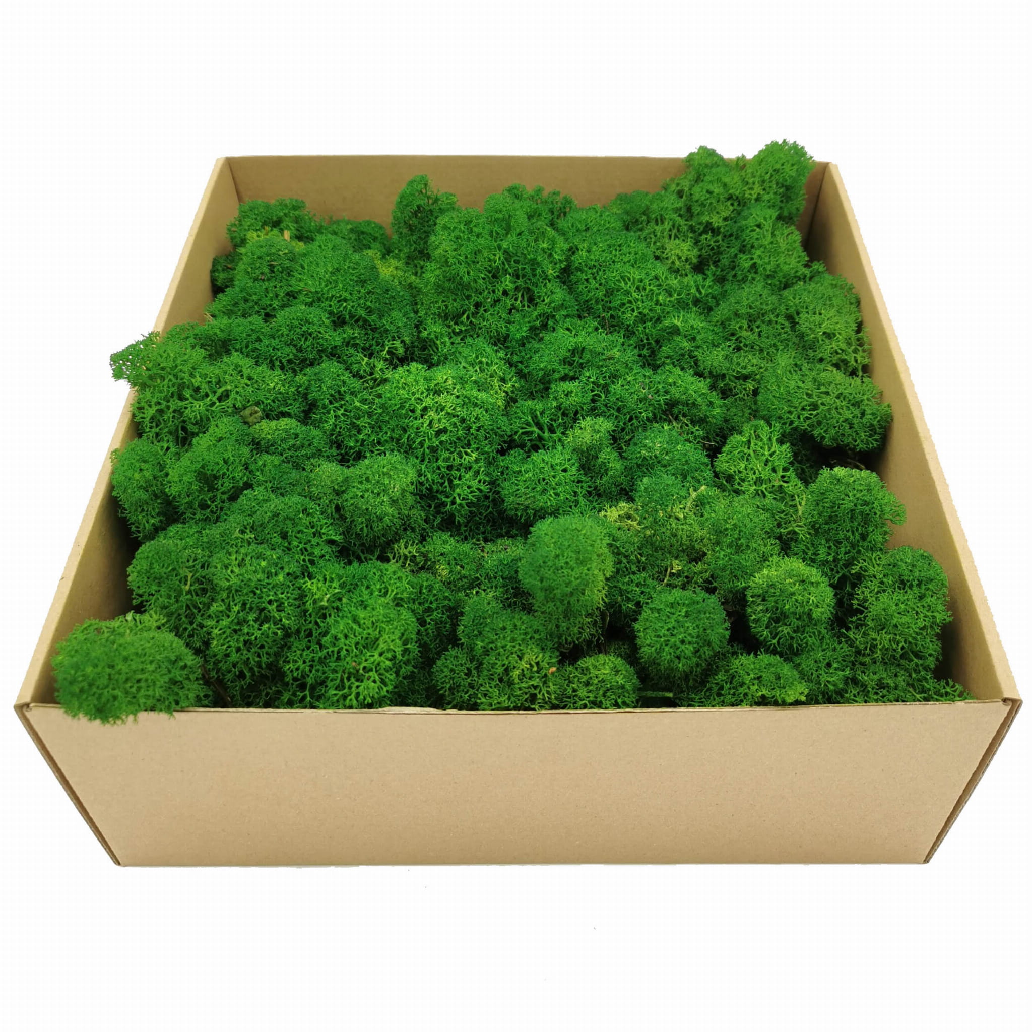 Lichen de renne alpine stabilisée – Nettoyée – Verte 250 g NET