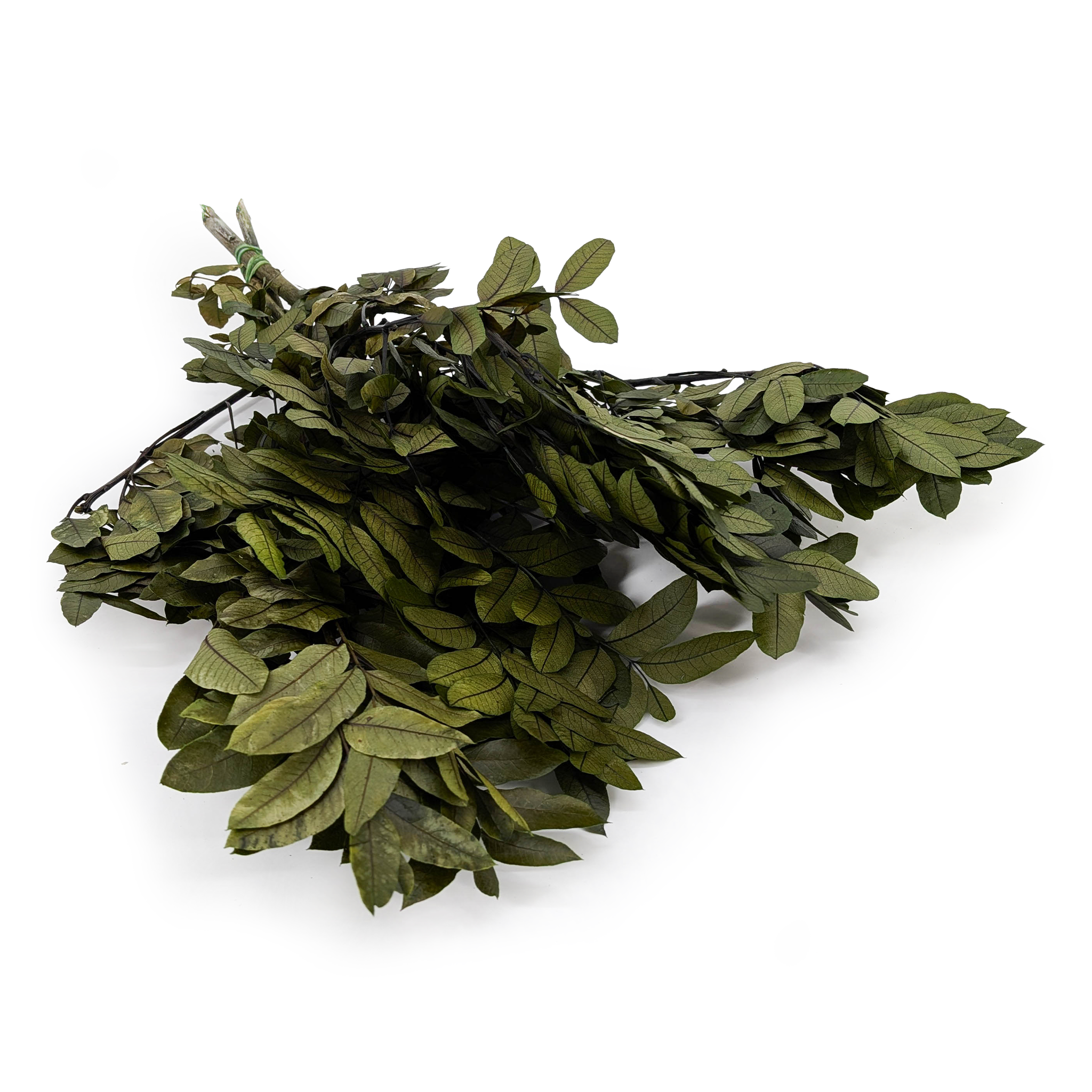 Pistachier stabilisé – Pistacia – Vert