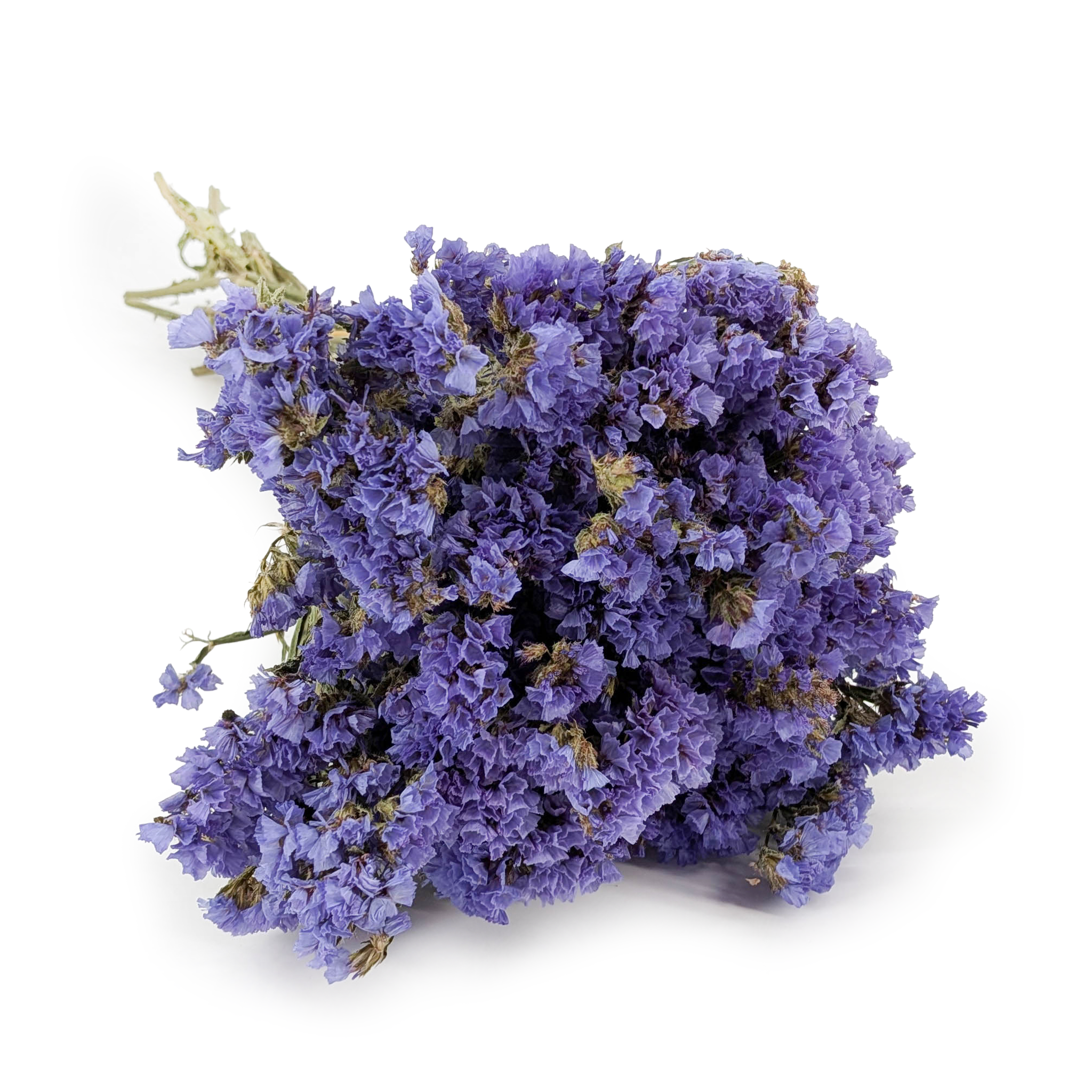 Statice Séché – (Limonium sinuatum) – Bleu 