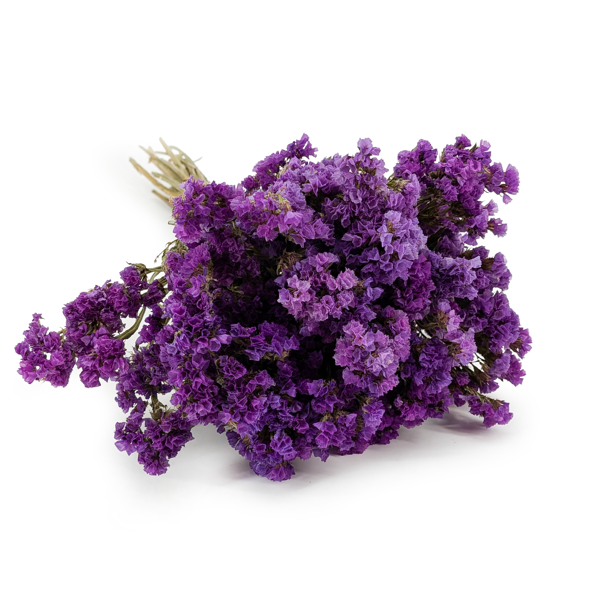 Statice séché (Limonium sinuatum) – Violet
