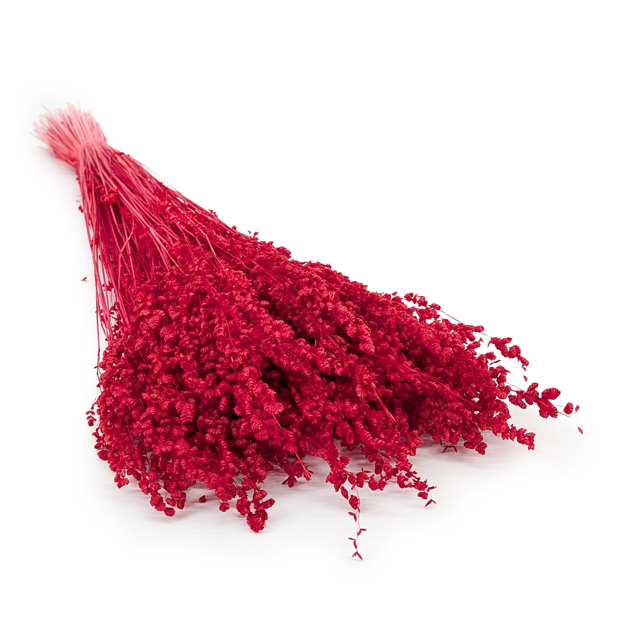 Briza minima séchée – Mini Briza – Rouge