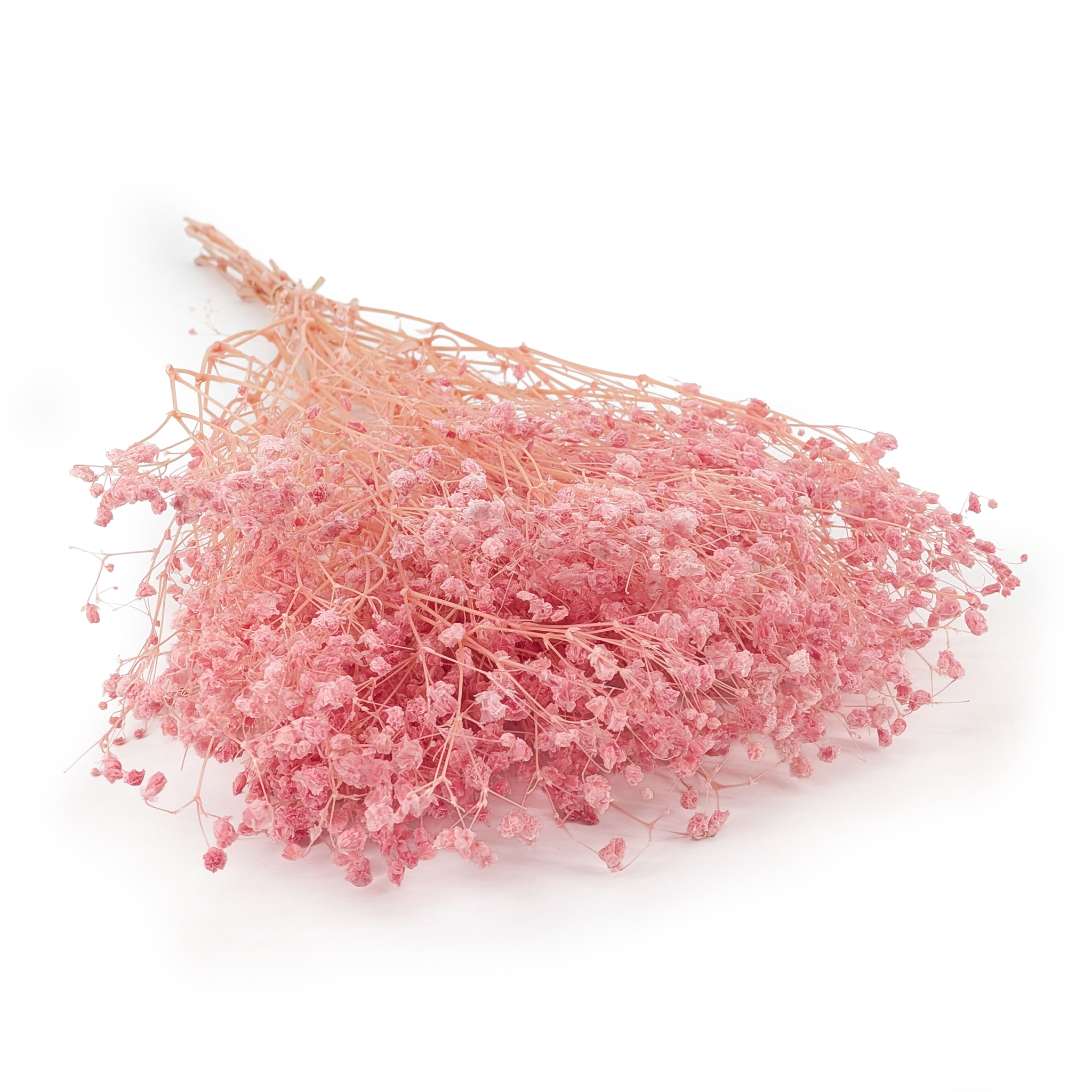 Gypsophile Stabilisée - Cotton - (Gypsophila) - Rose Poudré