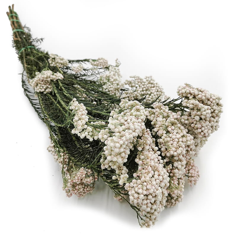 Ozothamnus Diosmi – Blanc