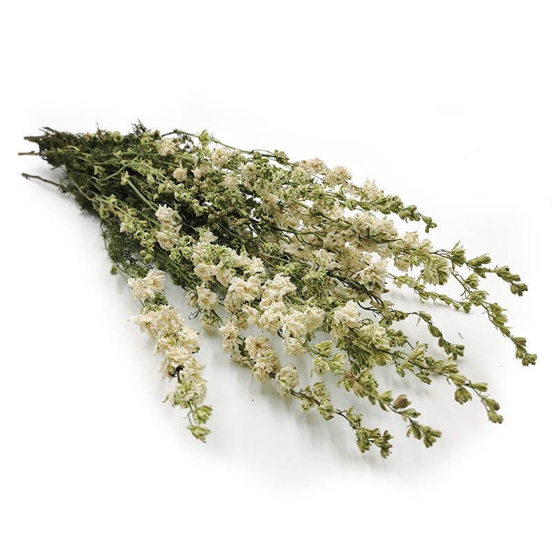 Pied d'alouette séché - (Delphinium) - Blanc