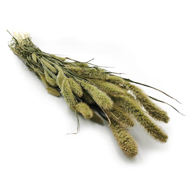 Setaria Séchée – Vert Naturel