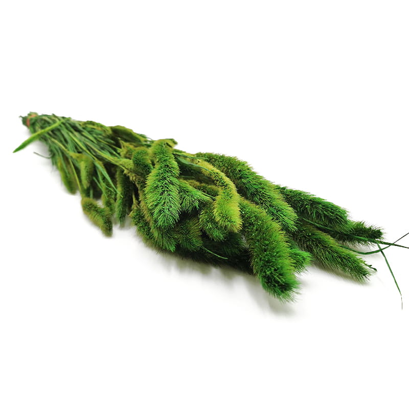 Setaria stabilisée – Verte