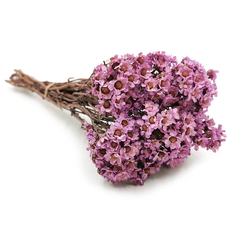 Oxodia Séchée – Violette