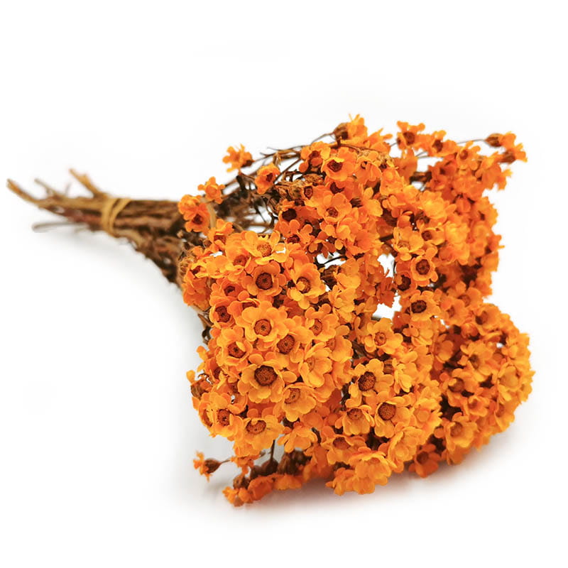 Oxodia Séchée – Orange