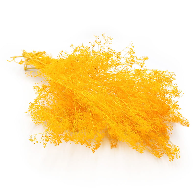Gypsophile Stabilisée MINI – Orange