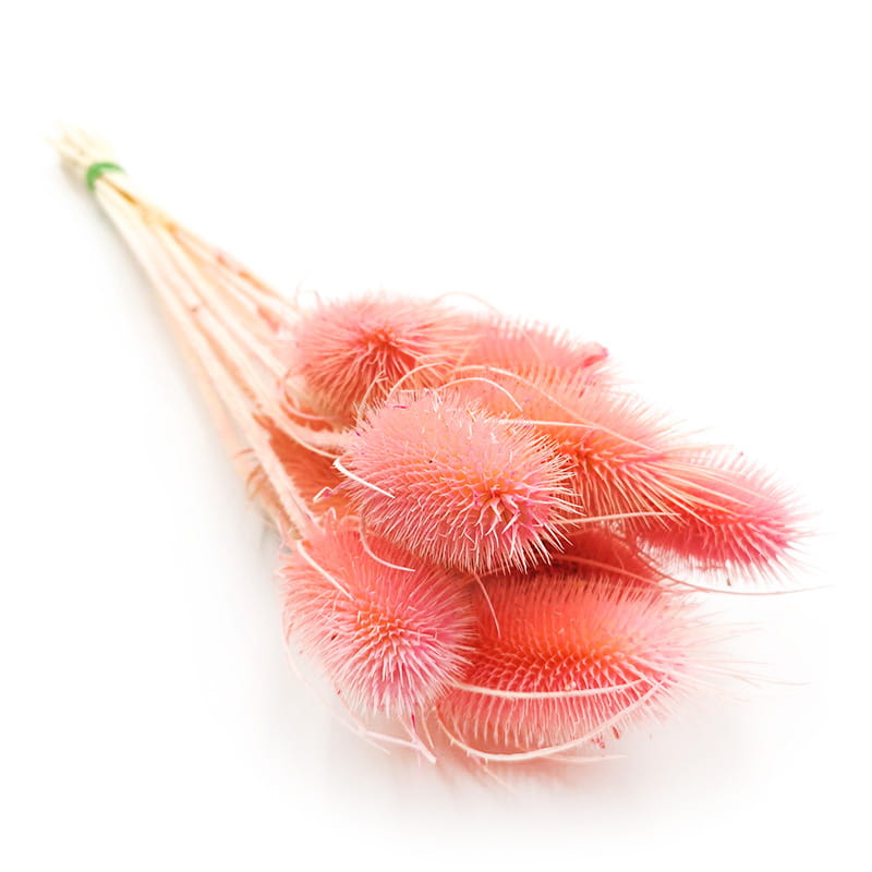 Chardon séché - (Dipsacus) - Rose