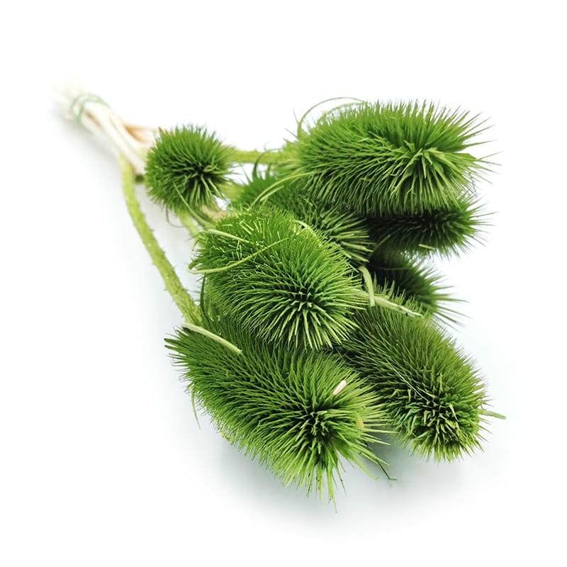 Chardon séché – (Dipsacus) – Vert