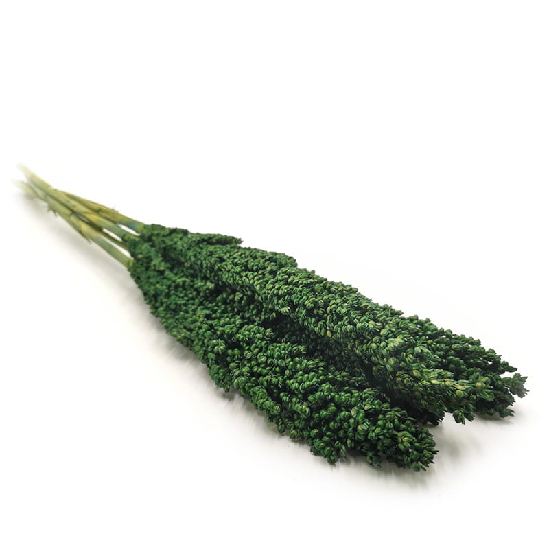 Sorgho millo PREMIUM – (Sorghum) – Vert – 10 pcs