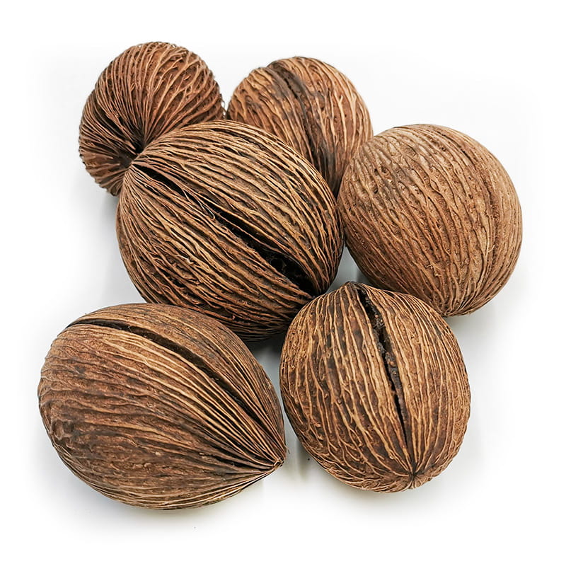 Boule de Mintola (Mintola Ball) naturelle – végétal exotique séché – 6 pcs