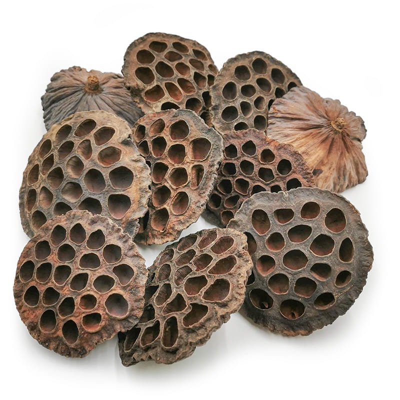 Lotus XXL (Naturel) - fleur séchée exotique - 10 pièces
